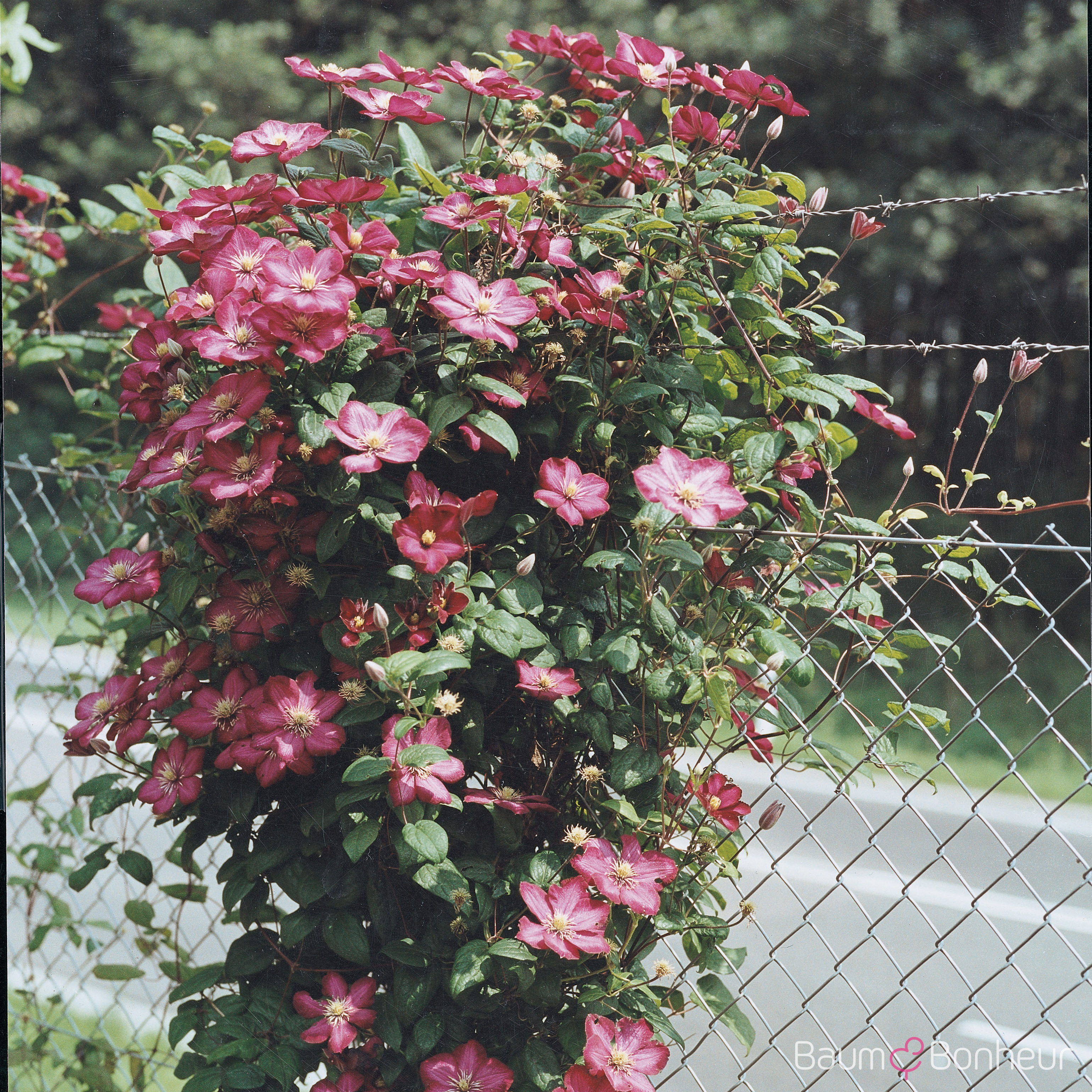Clematis 'Ville de Lyon'