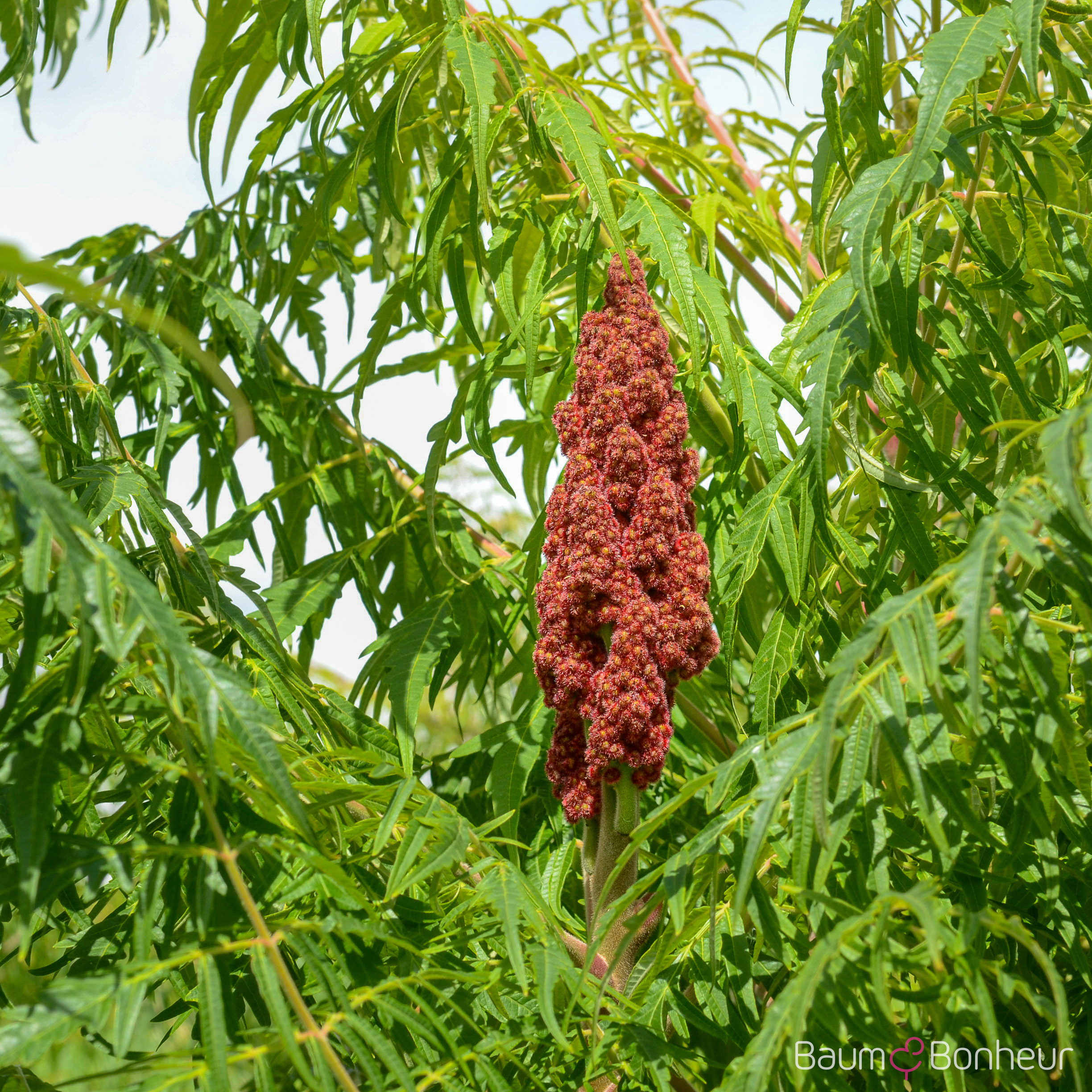 Rhus typhina 'Dissecta'