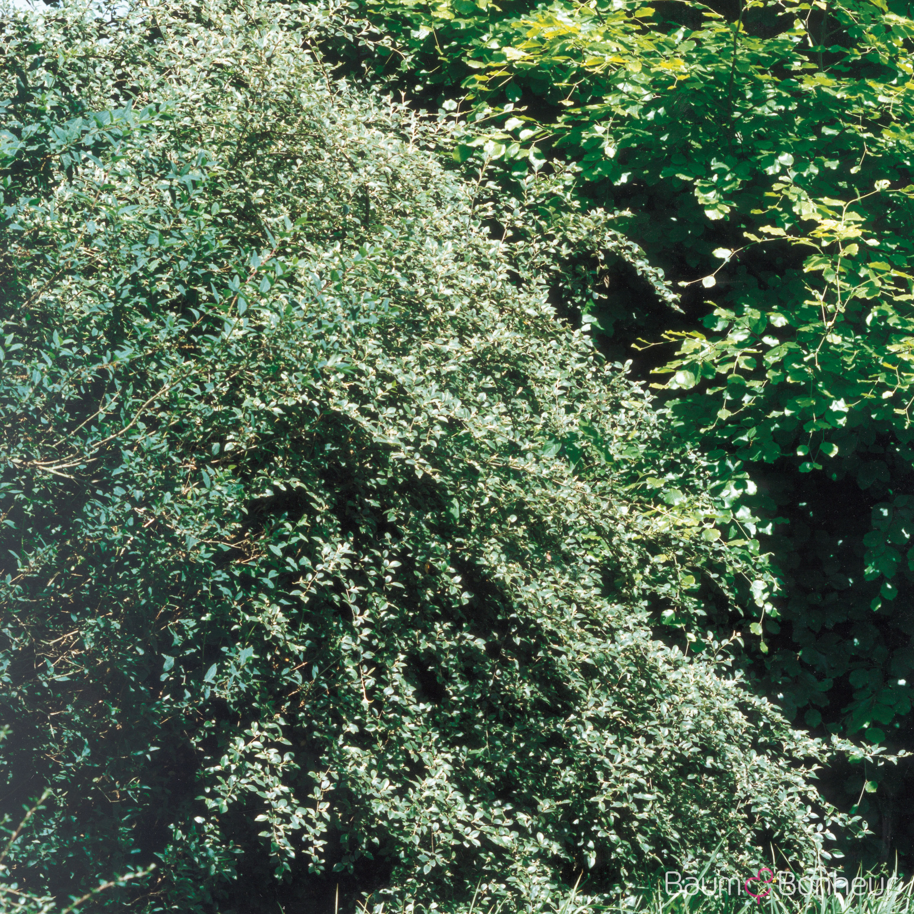 Cotoneaster multiflorus