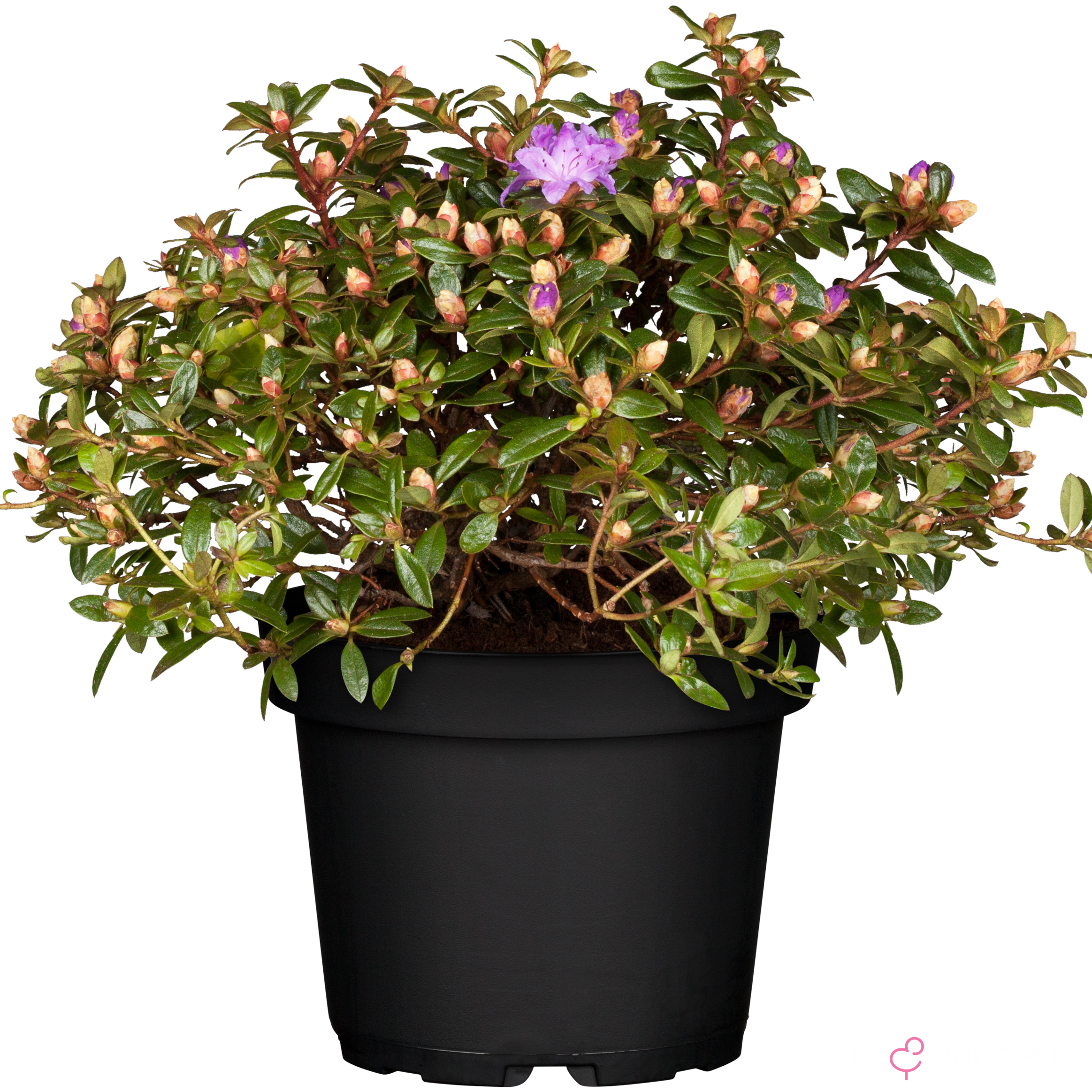 Rhododendron impeditum 'Moerheim'