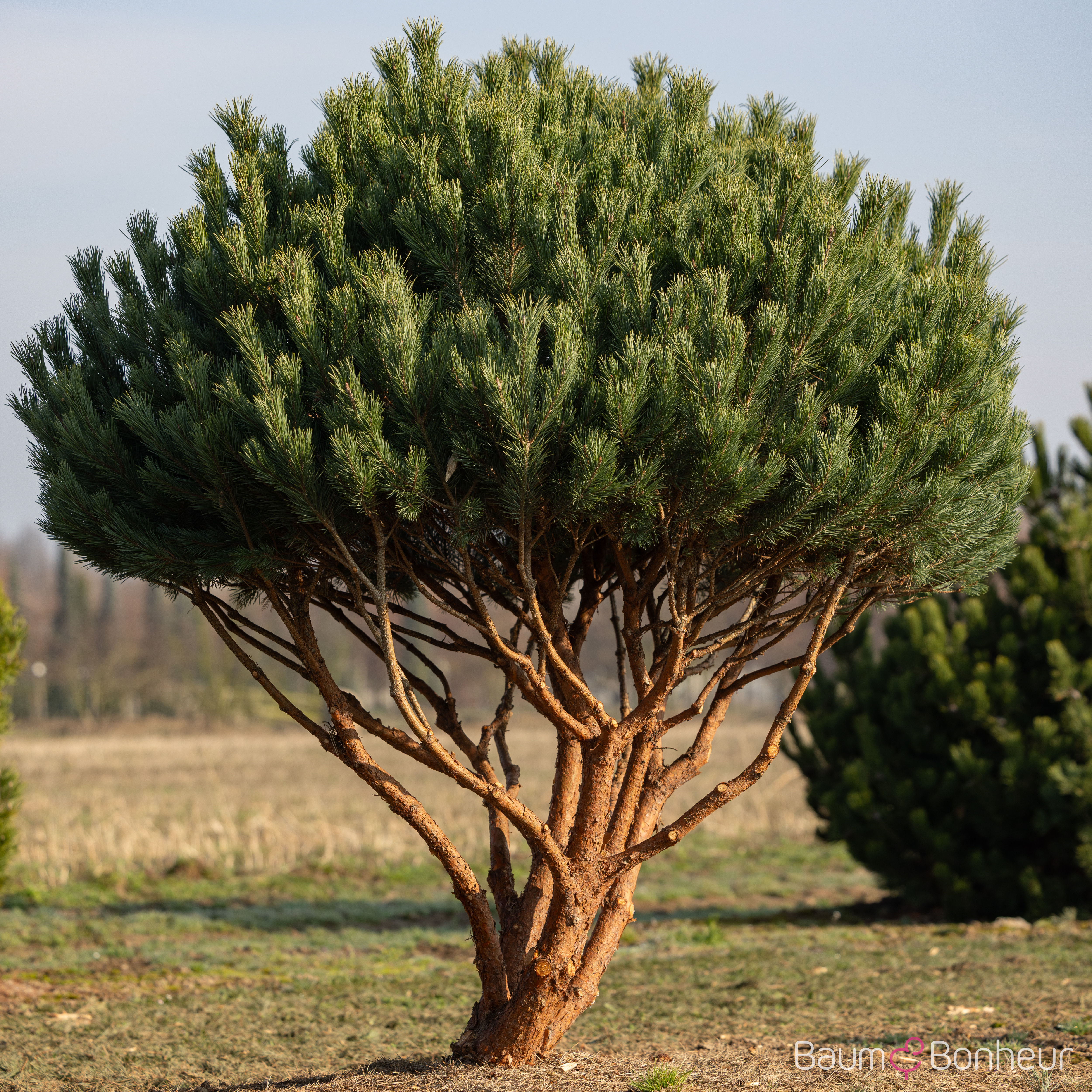 Pinus sylvestris 'Watereri'