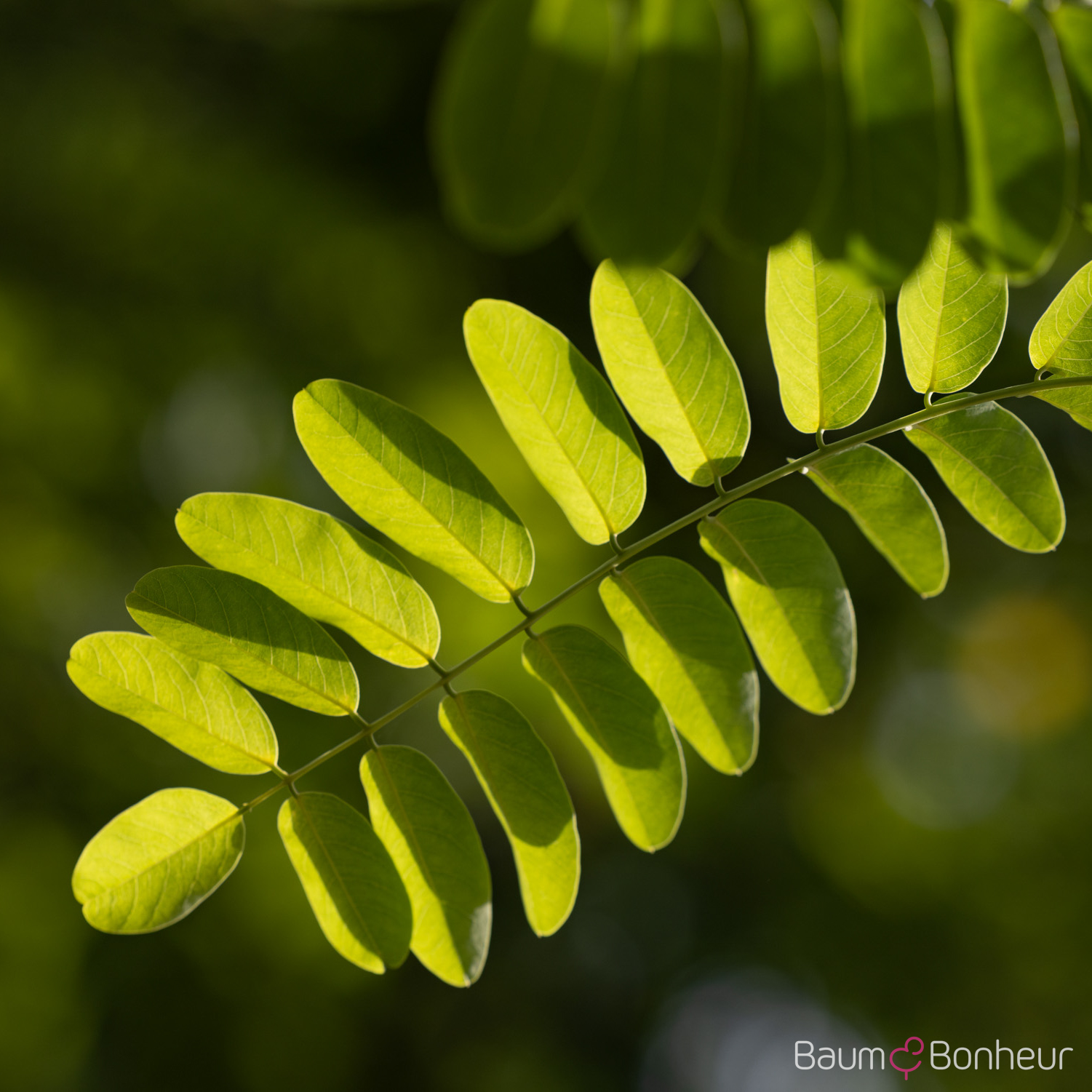 Robinia pseudoacacia 'Nyirségí'