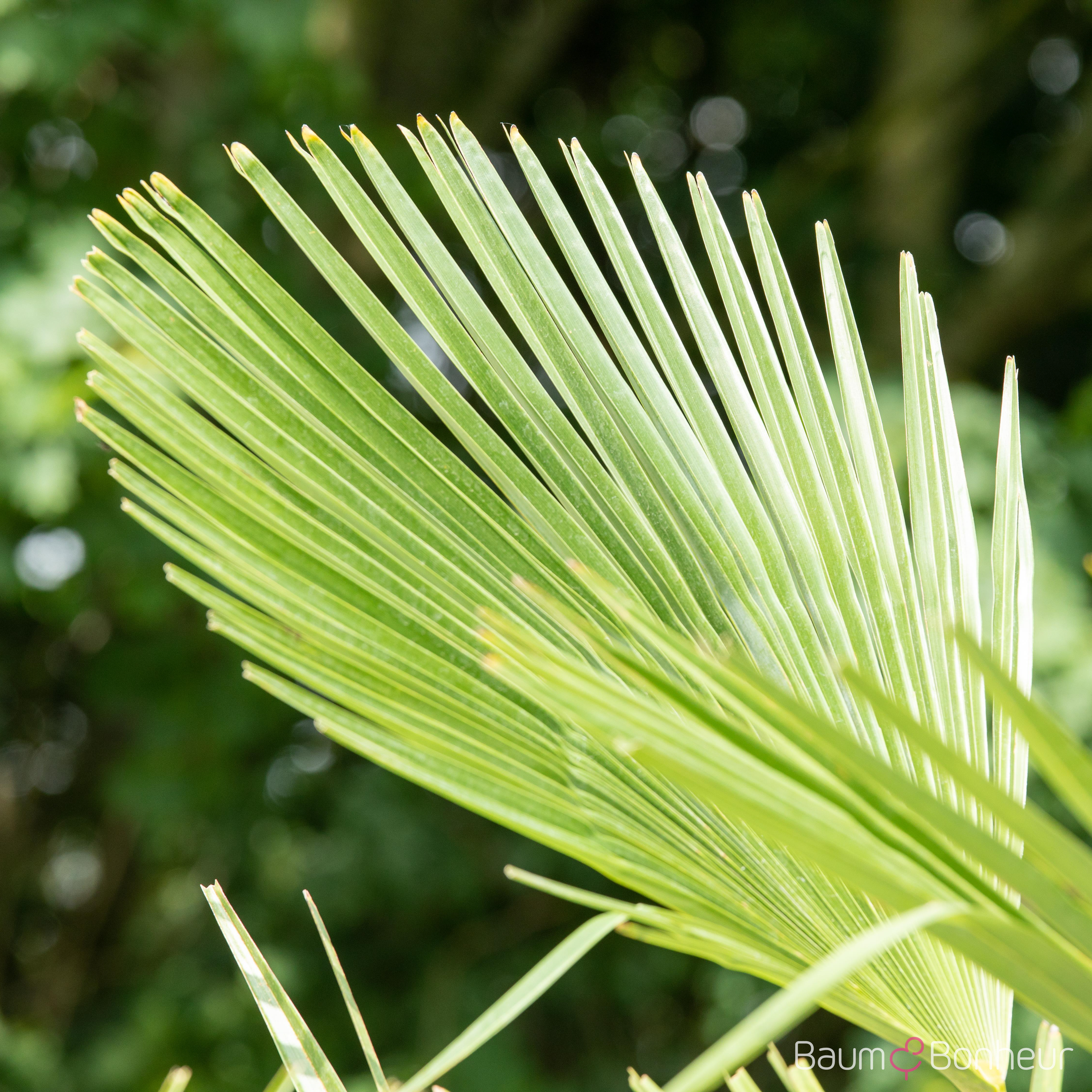 Trachycarpus fortunei