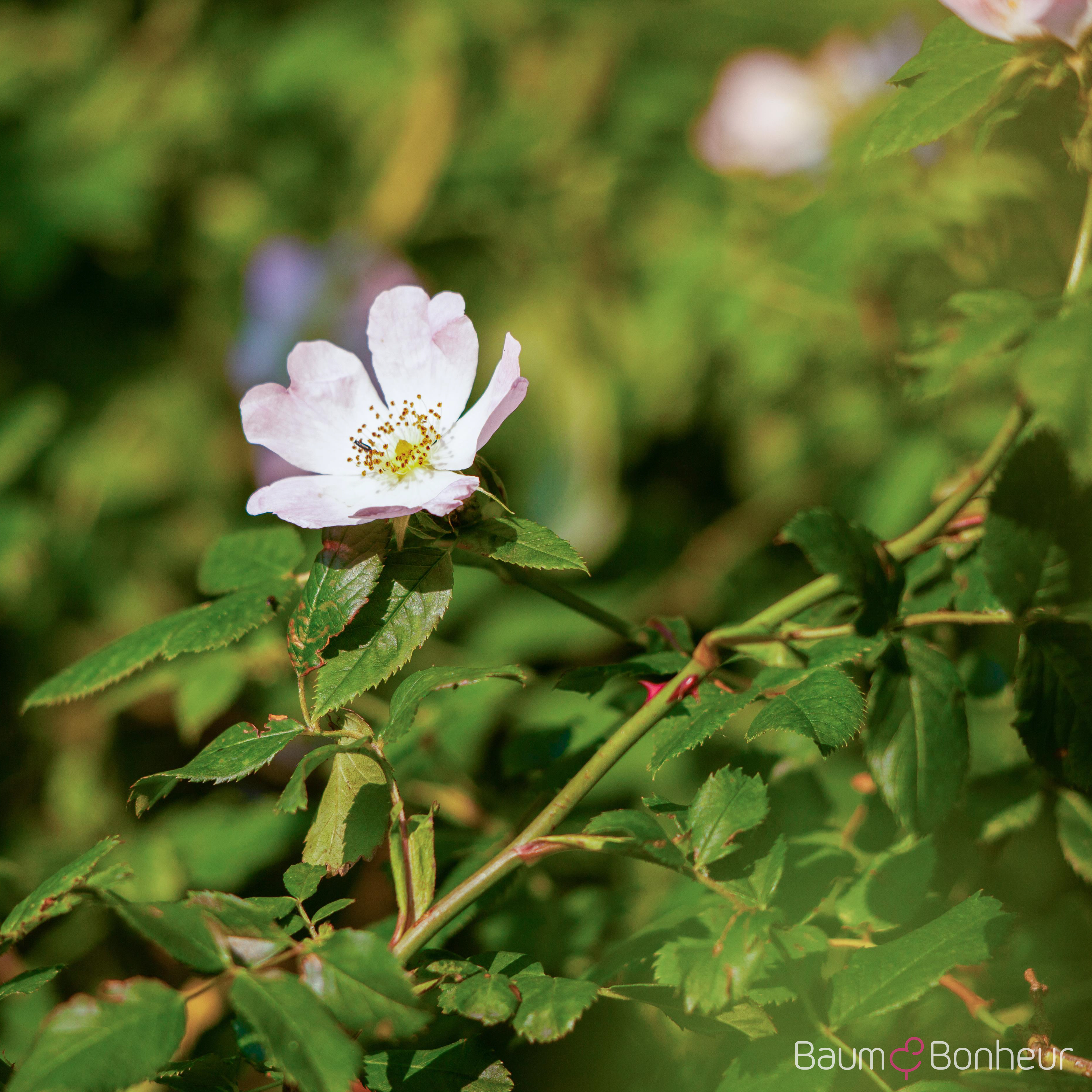 Rosa canina