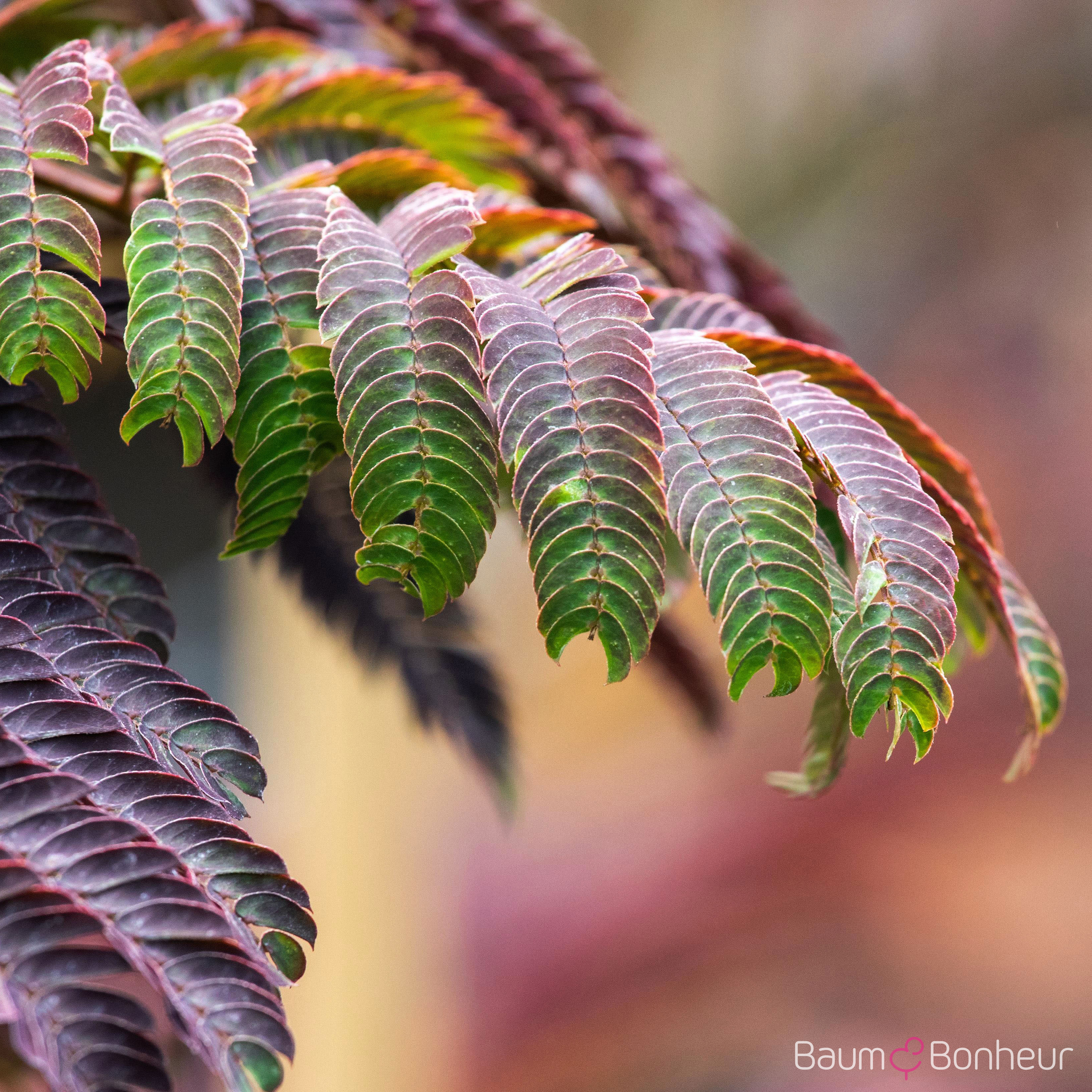 Albizia julibrissin 'Summer Chocolate' -S-