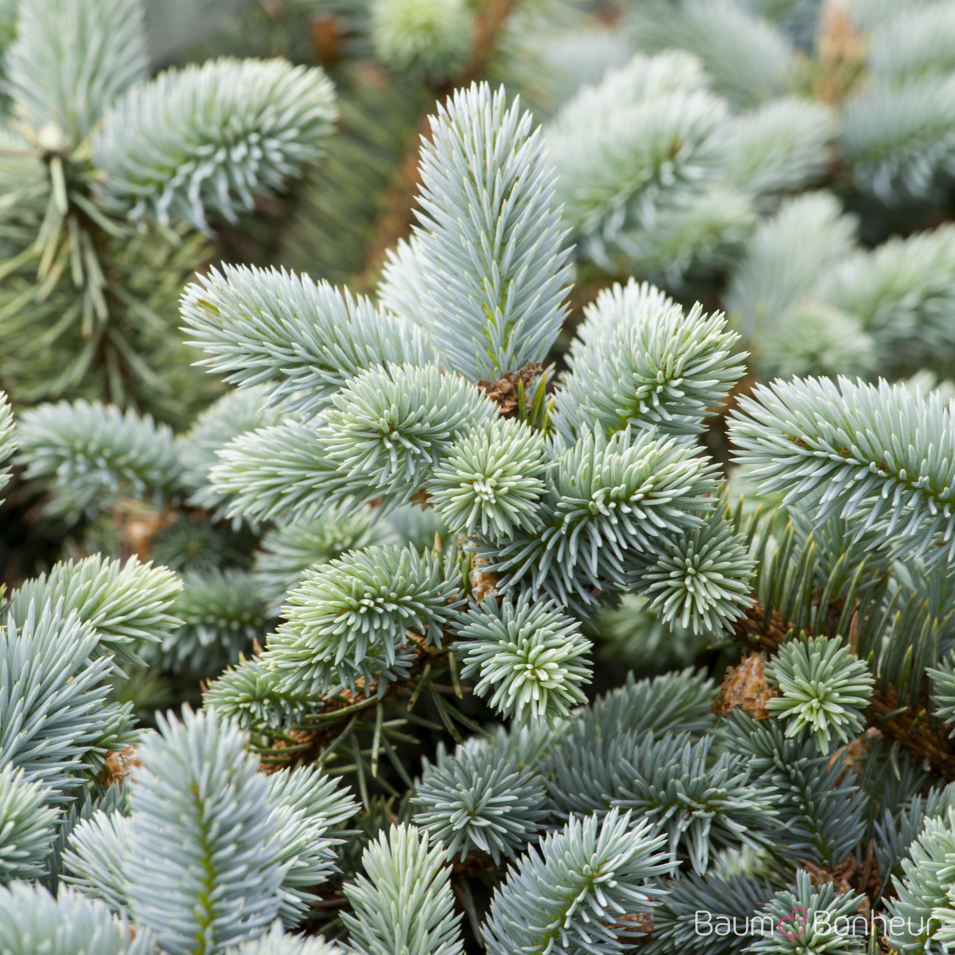 Picea pungens 'Glauca'
