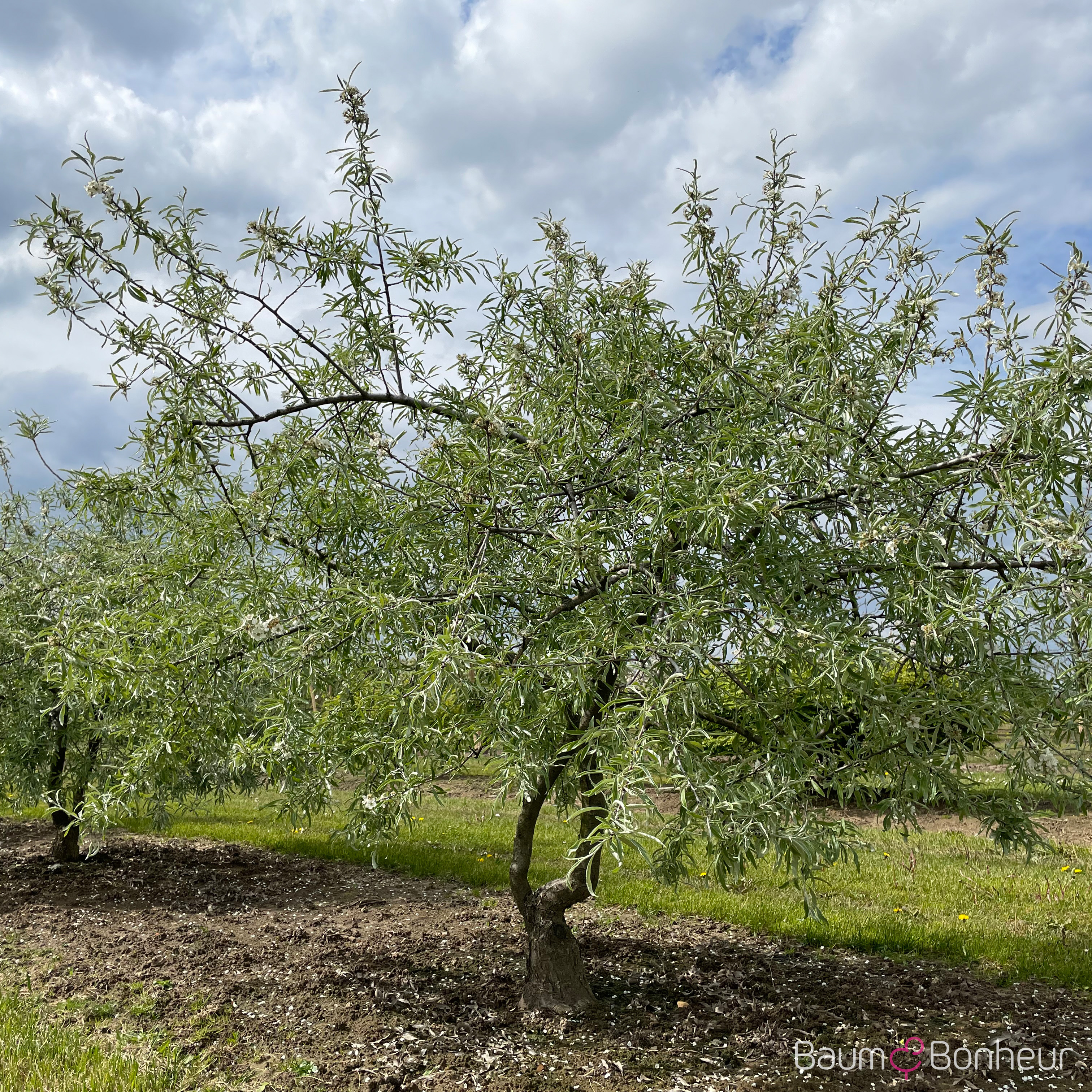 Pyrus salicifolia 'Pendula'