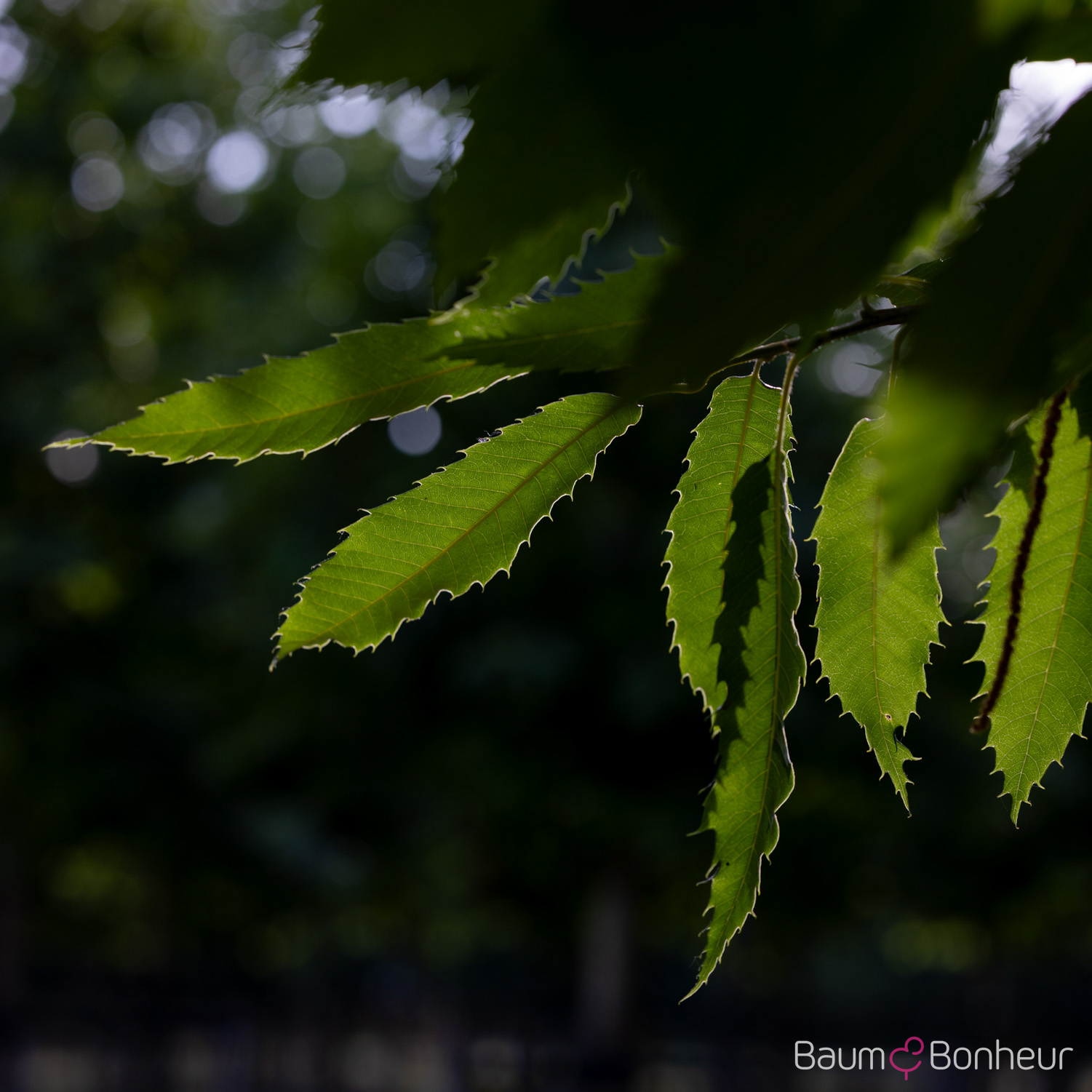 Castanea sativa