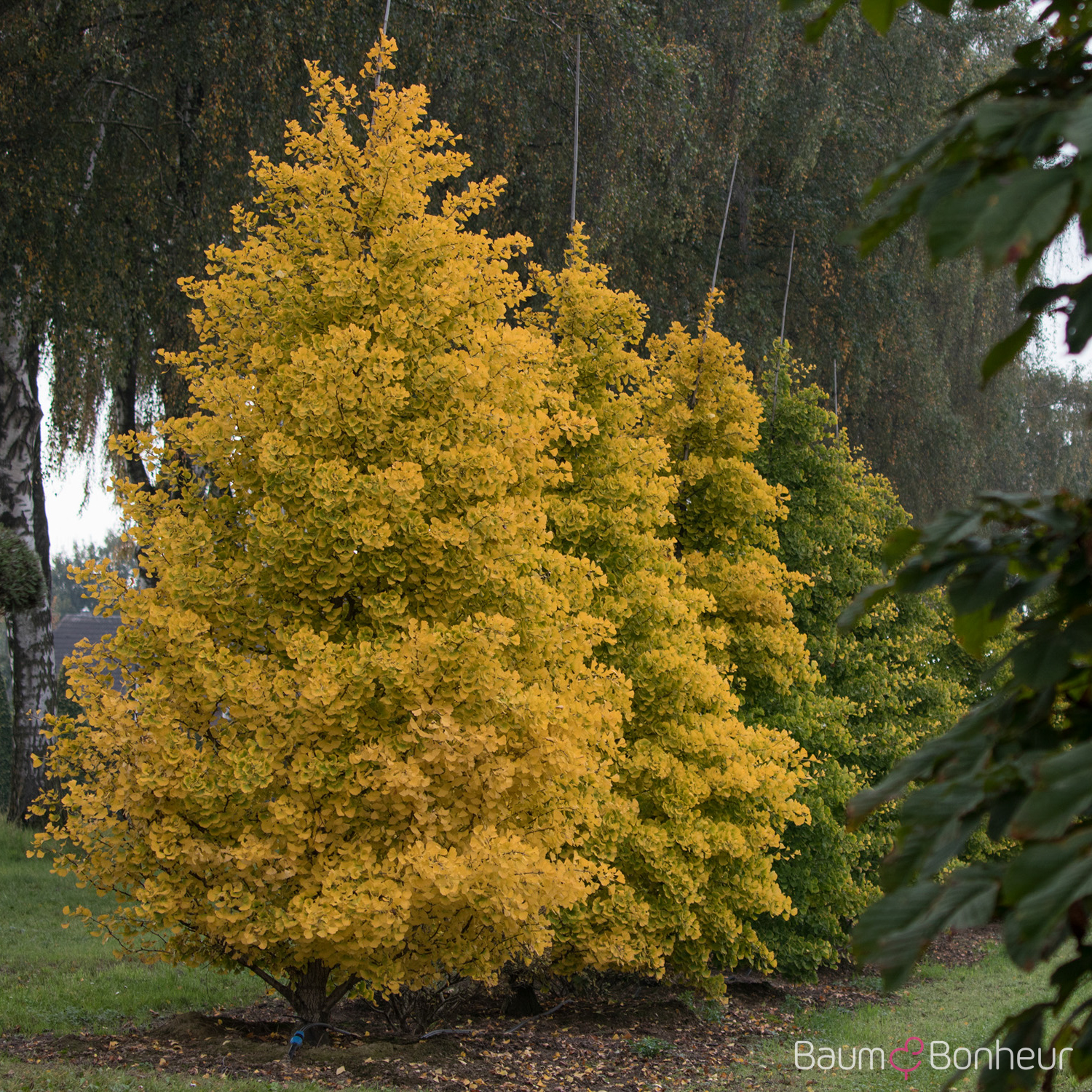 Ginkgo biloba 'Fastigiata Blagon'®
