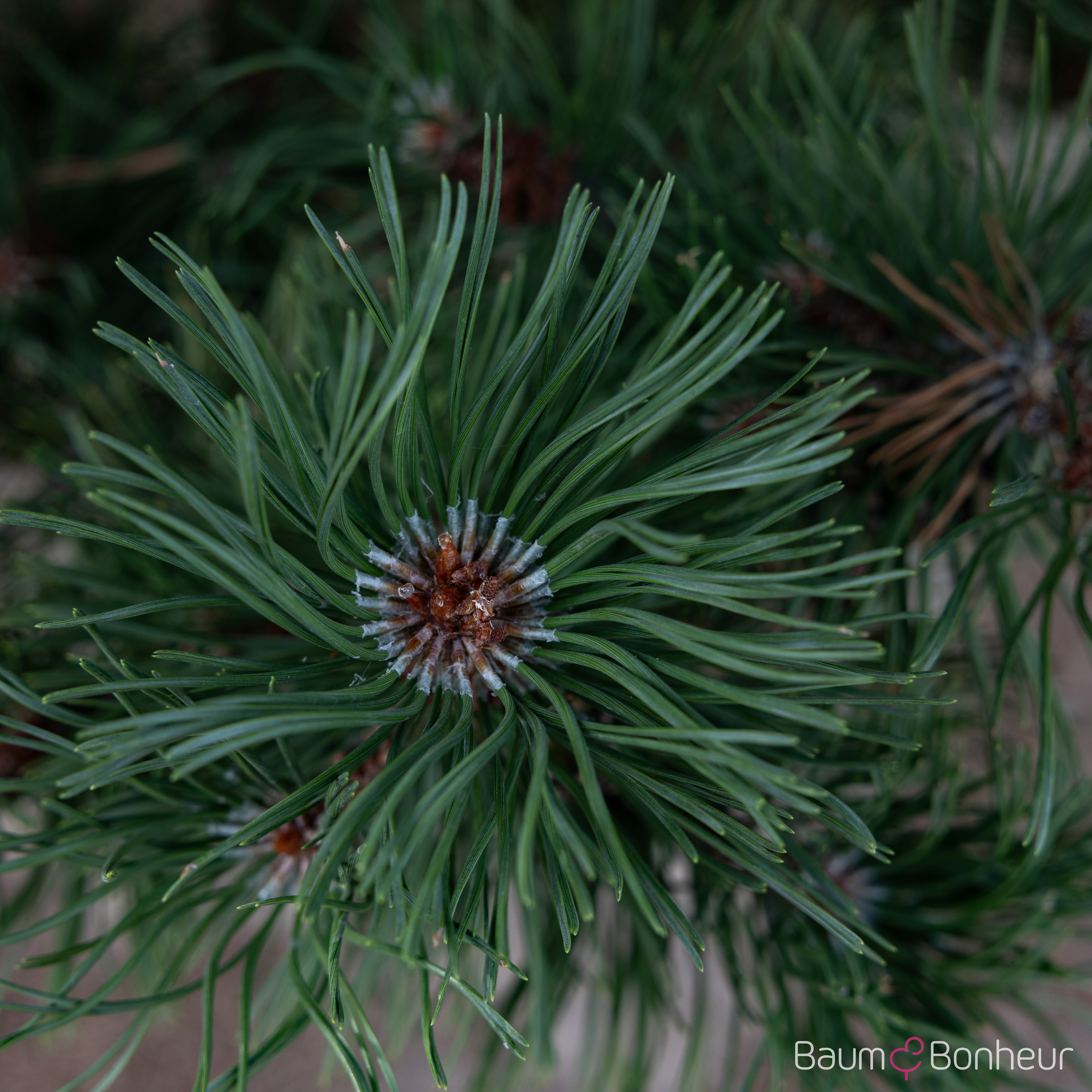 Pinus uncinata