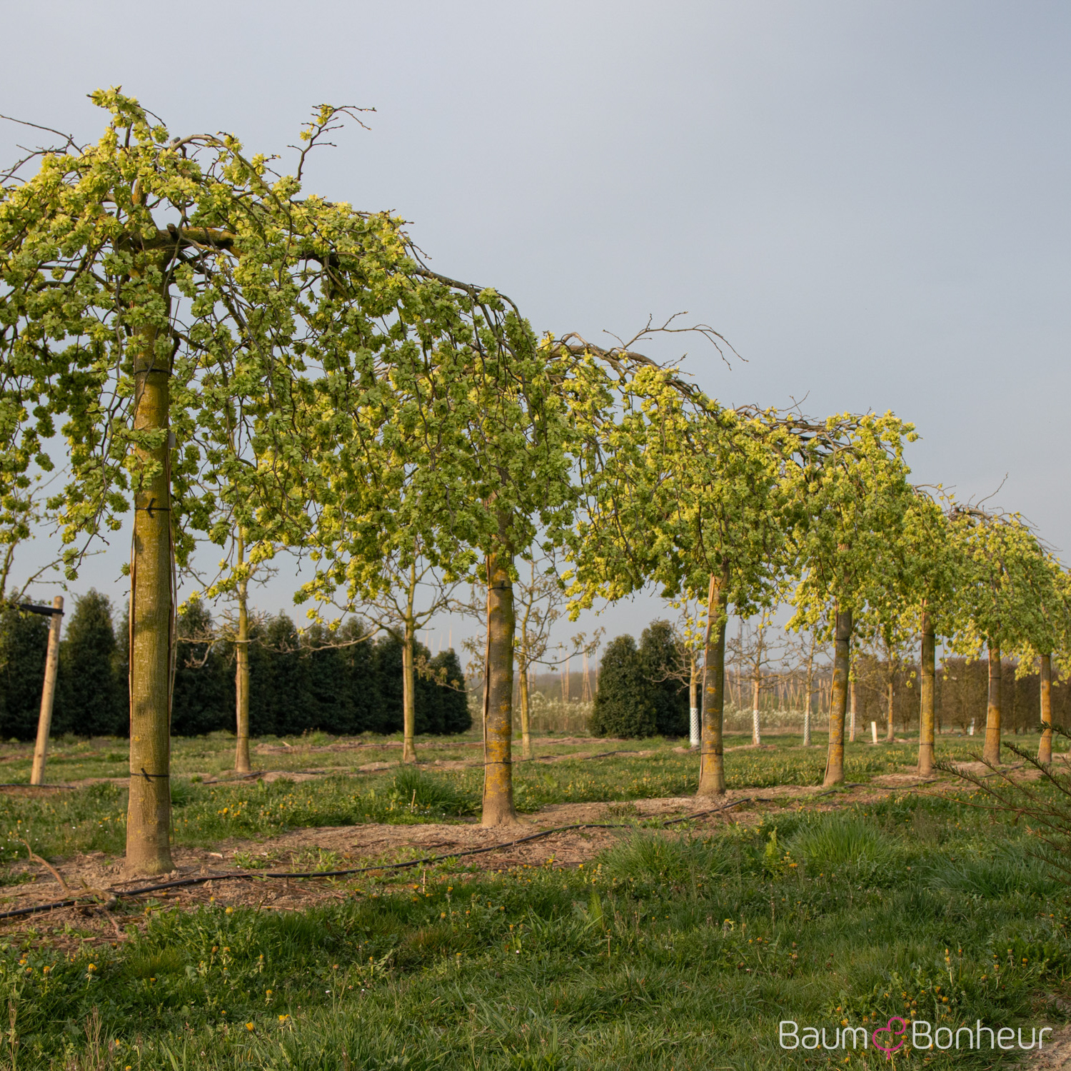 Ulmus glabra 'Camperdownii'