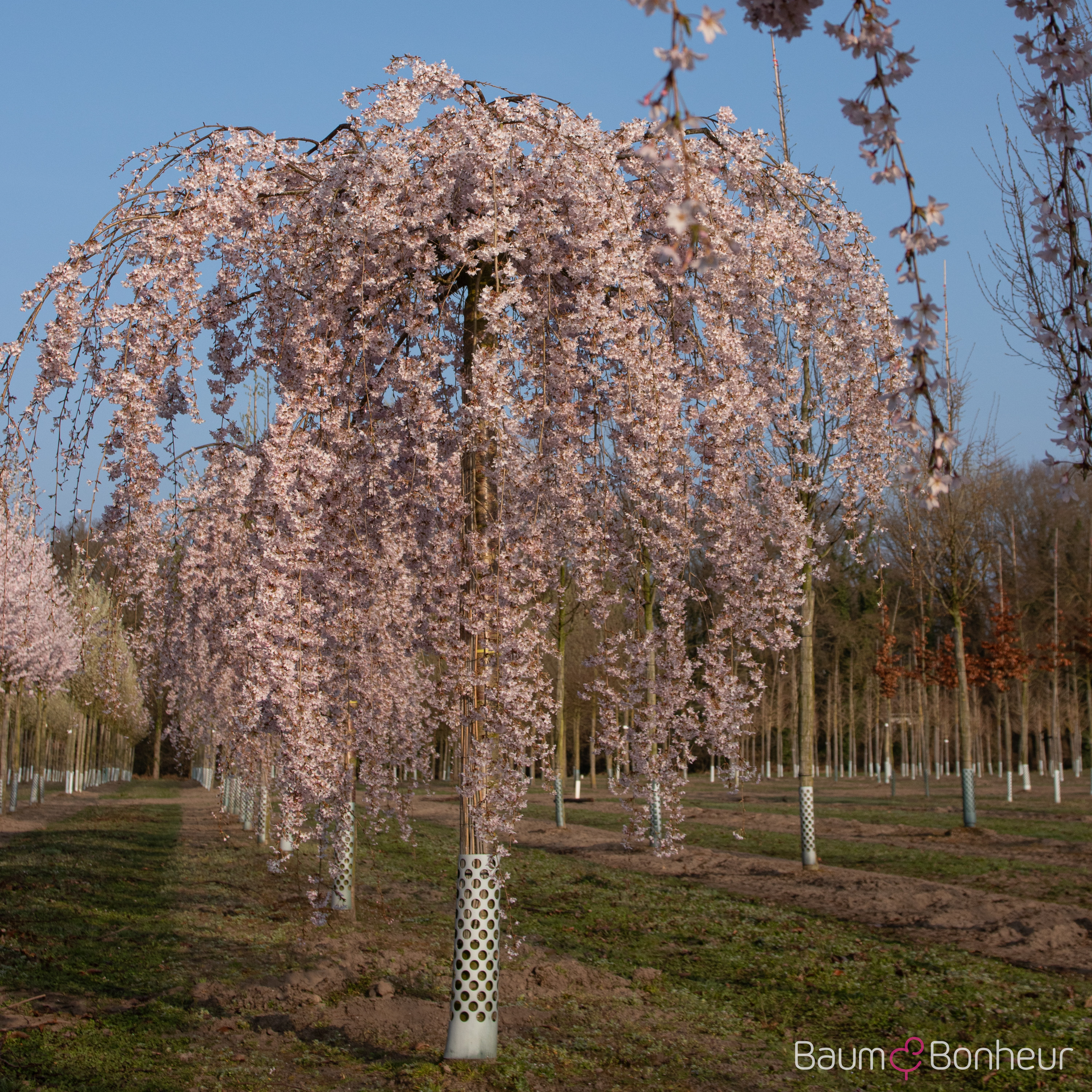 Prunus subhirtella 'Pendula'
