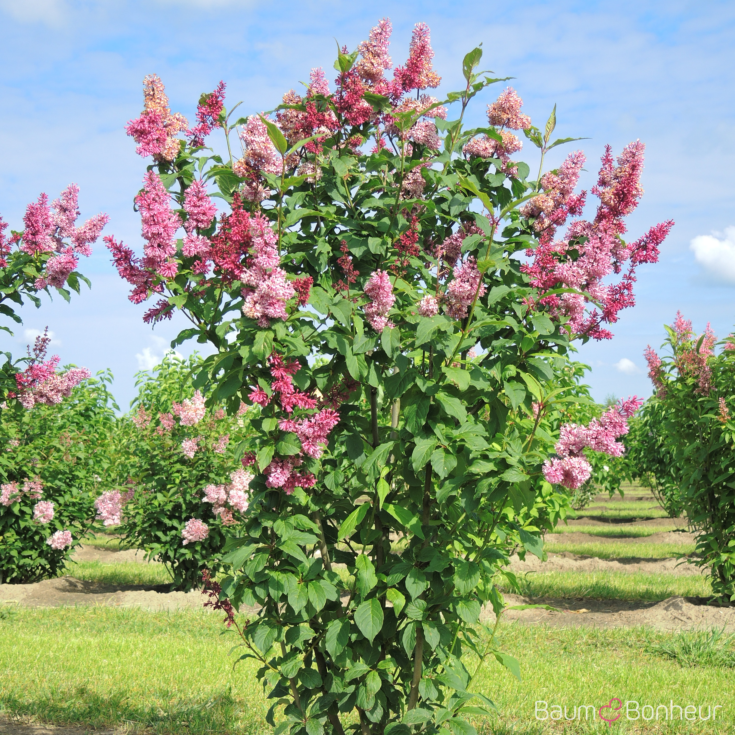 Syringa prestoniae 'Redwine'