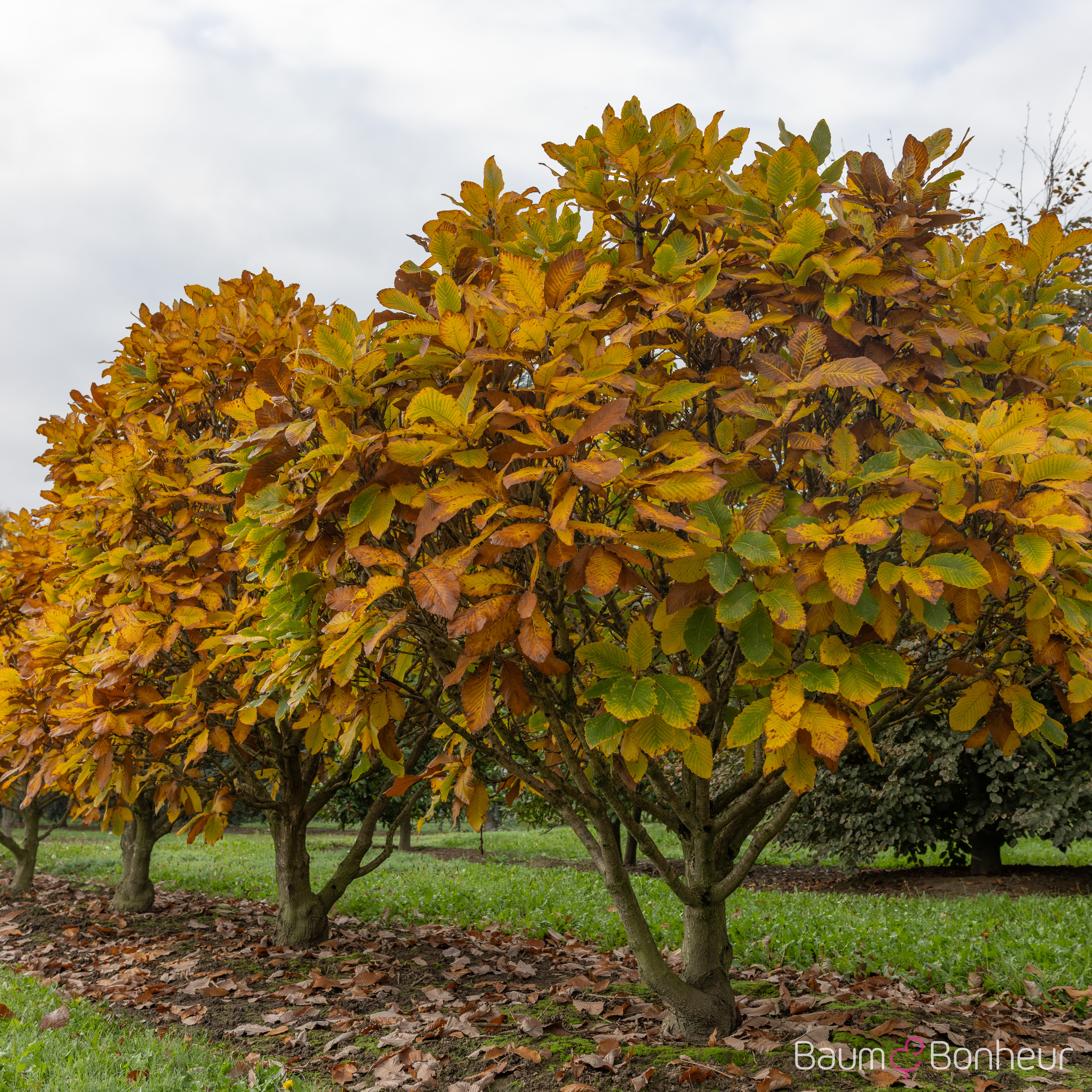 Quercus pontica