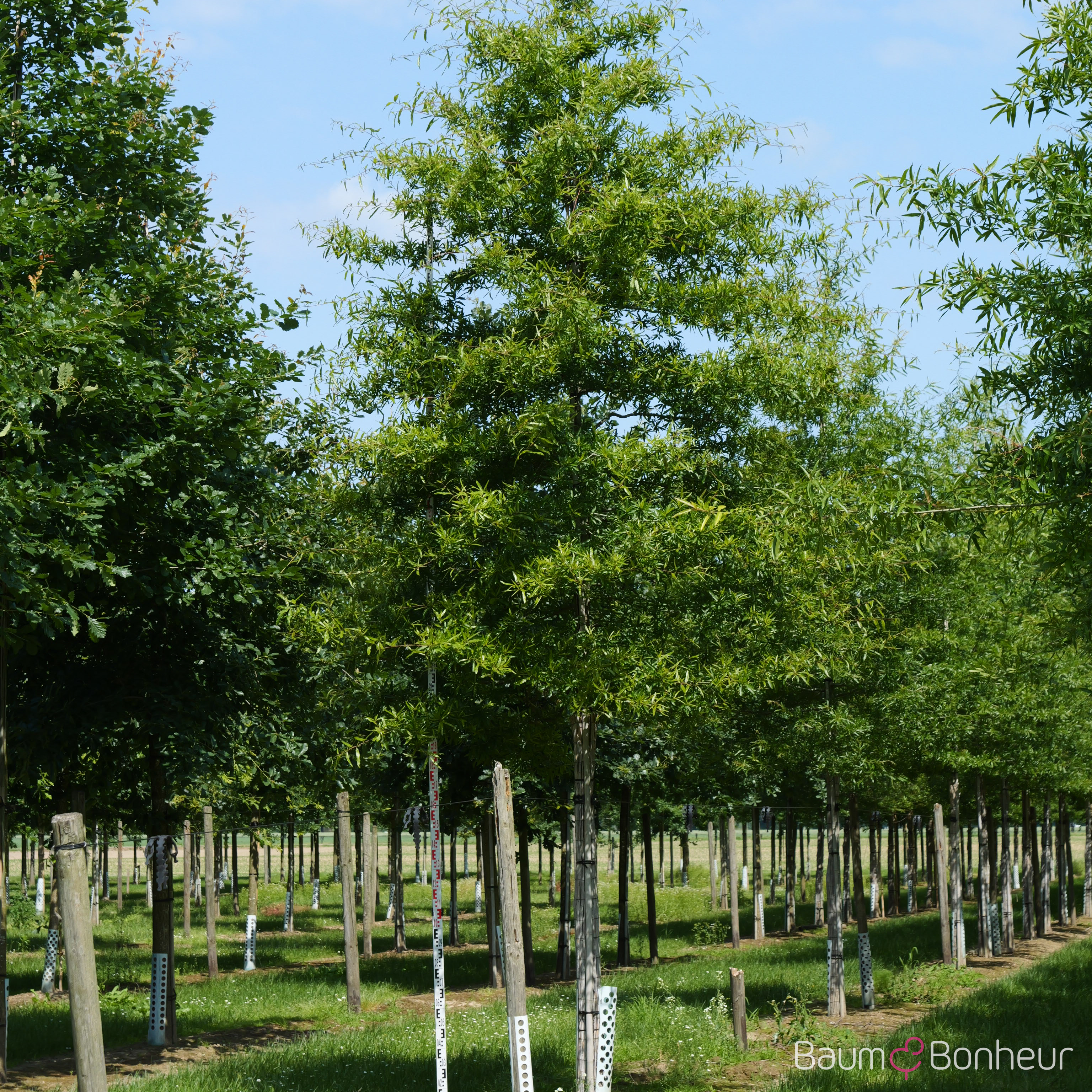 Quercus phellos