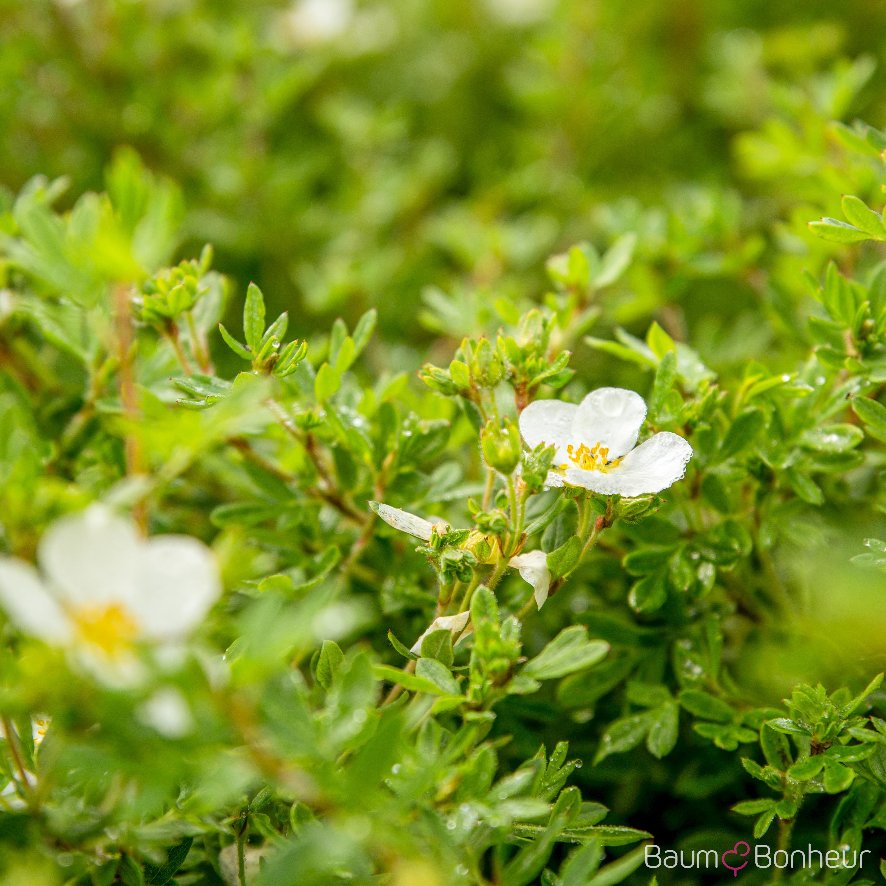 Potentilla fruticosa 'Abbotswood'