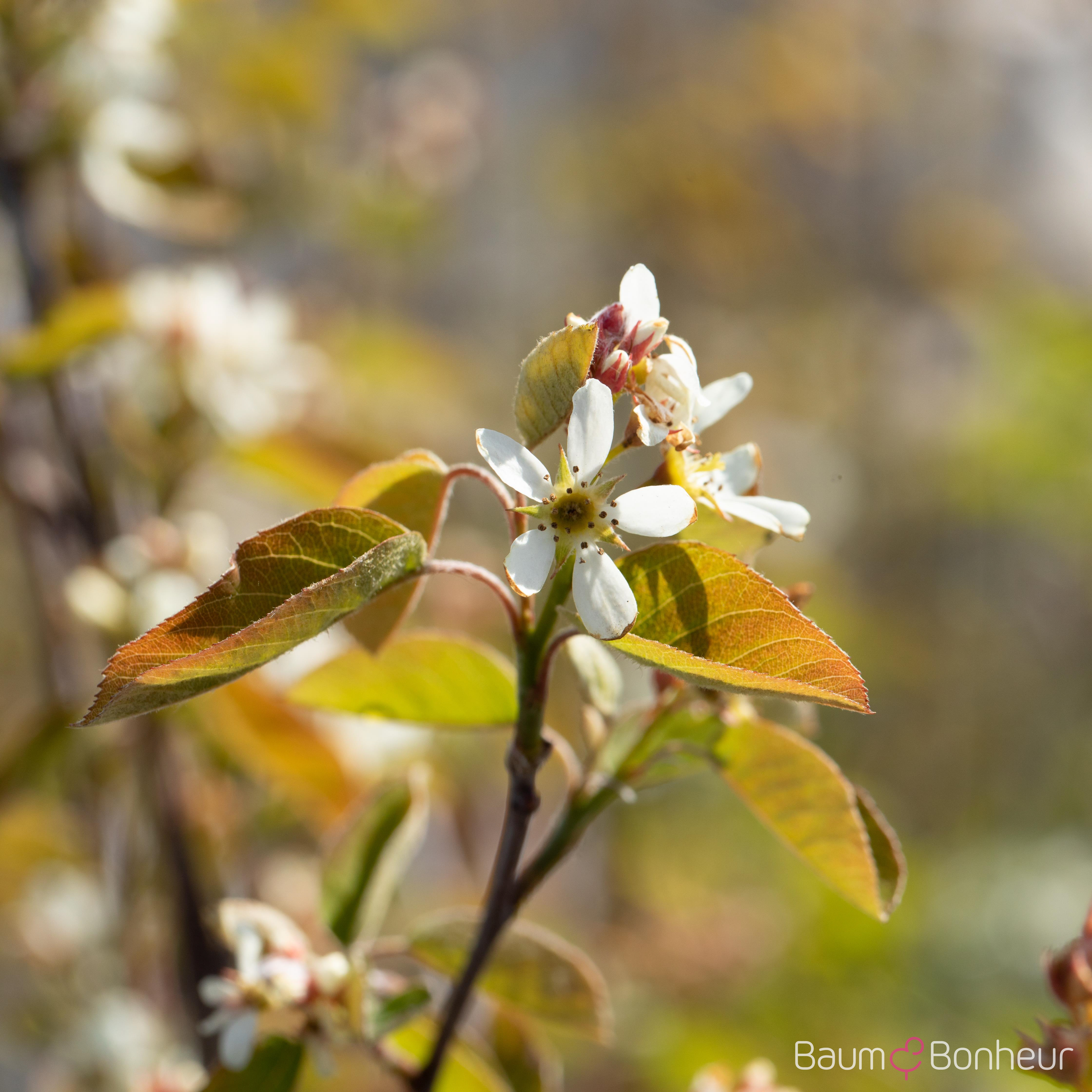 Amelanchier rotundifolia