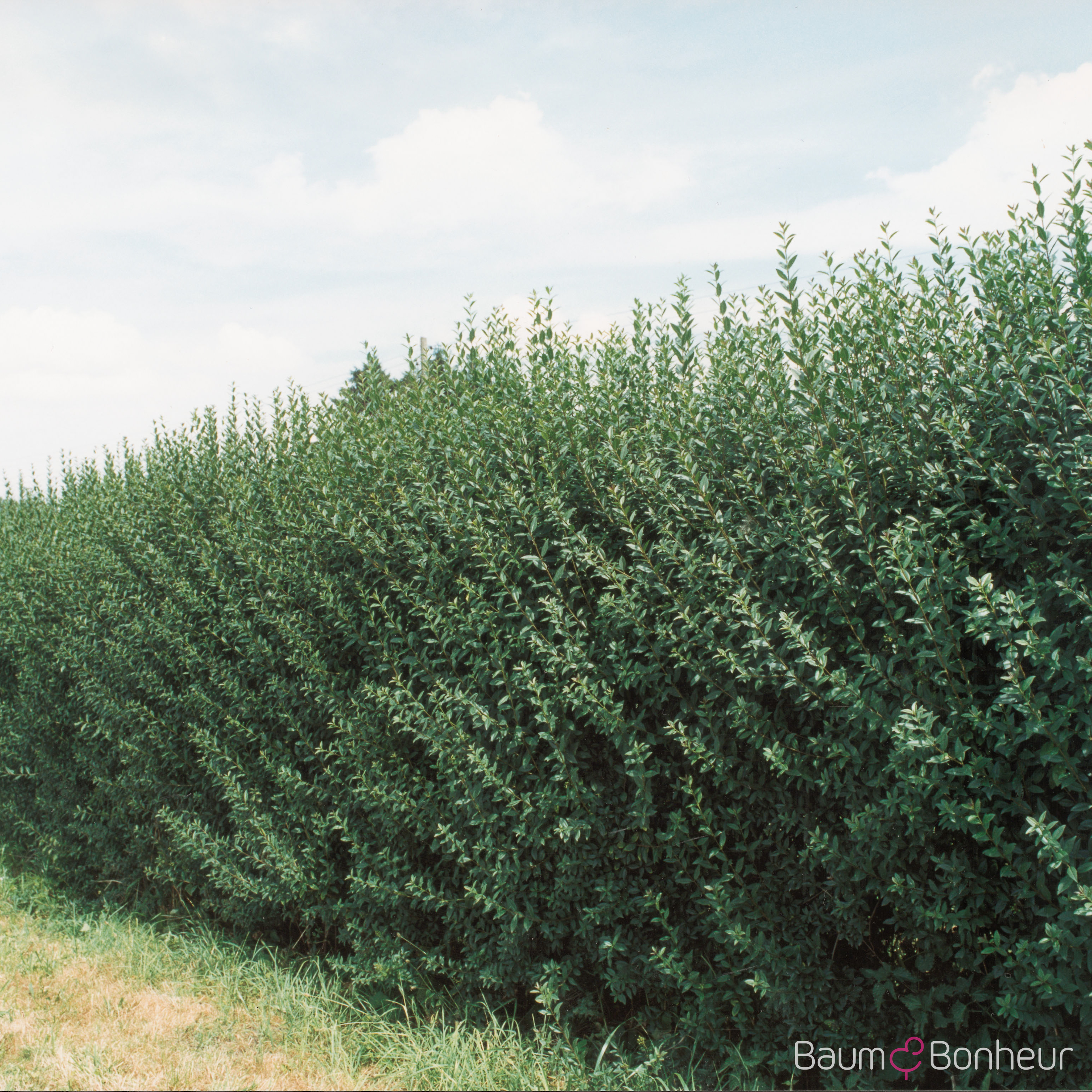 Ligustrum vulgare 'Atrovirens'