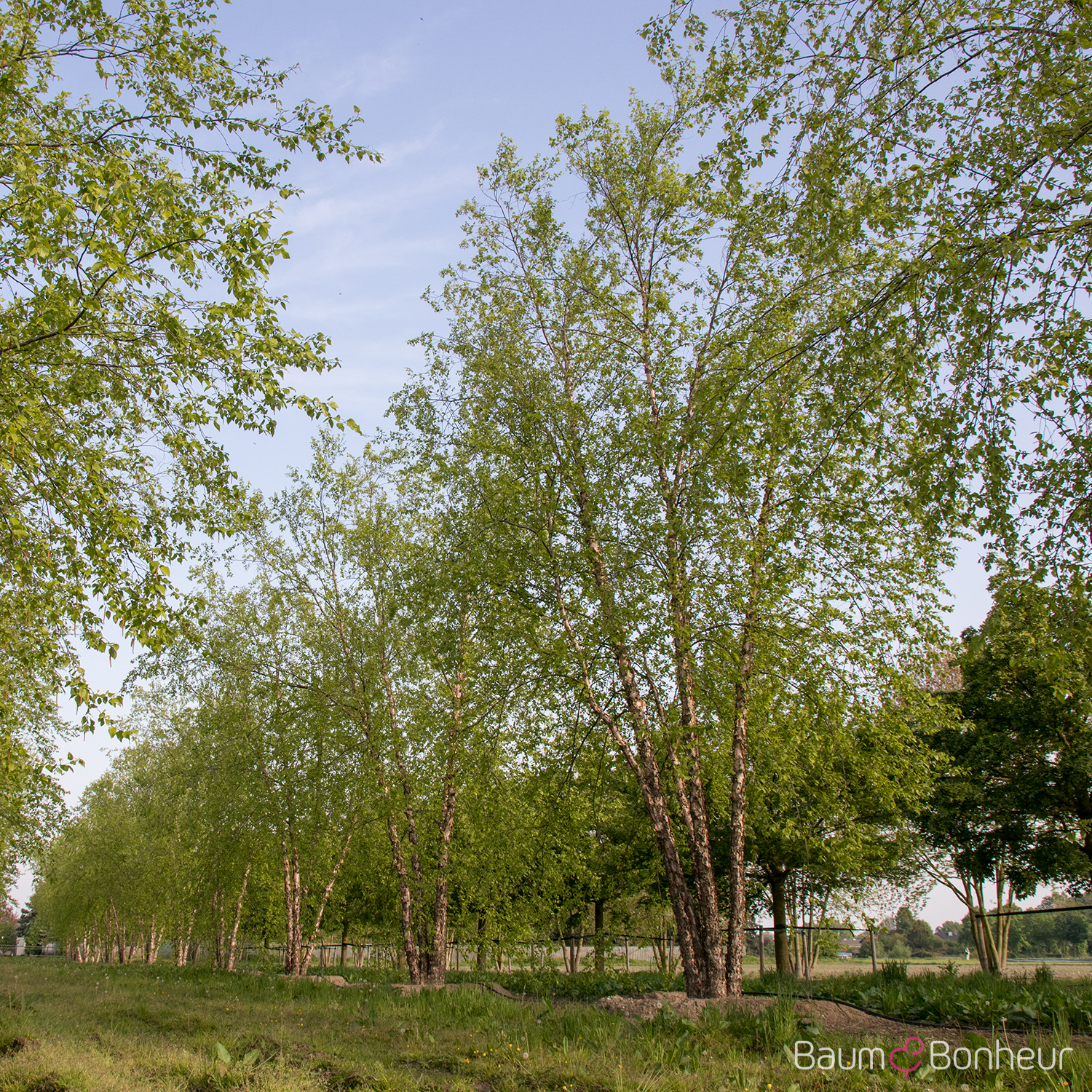 Betula nigra 'Heritage'