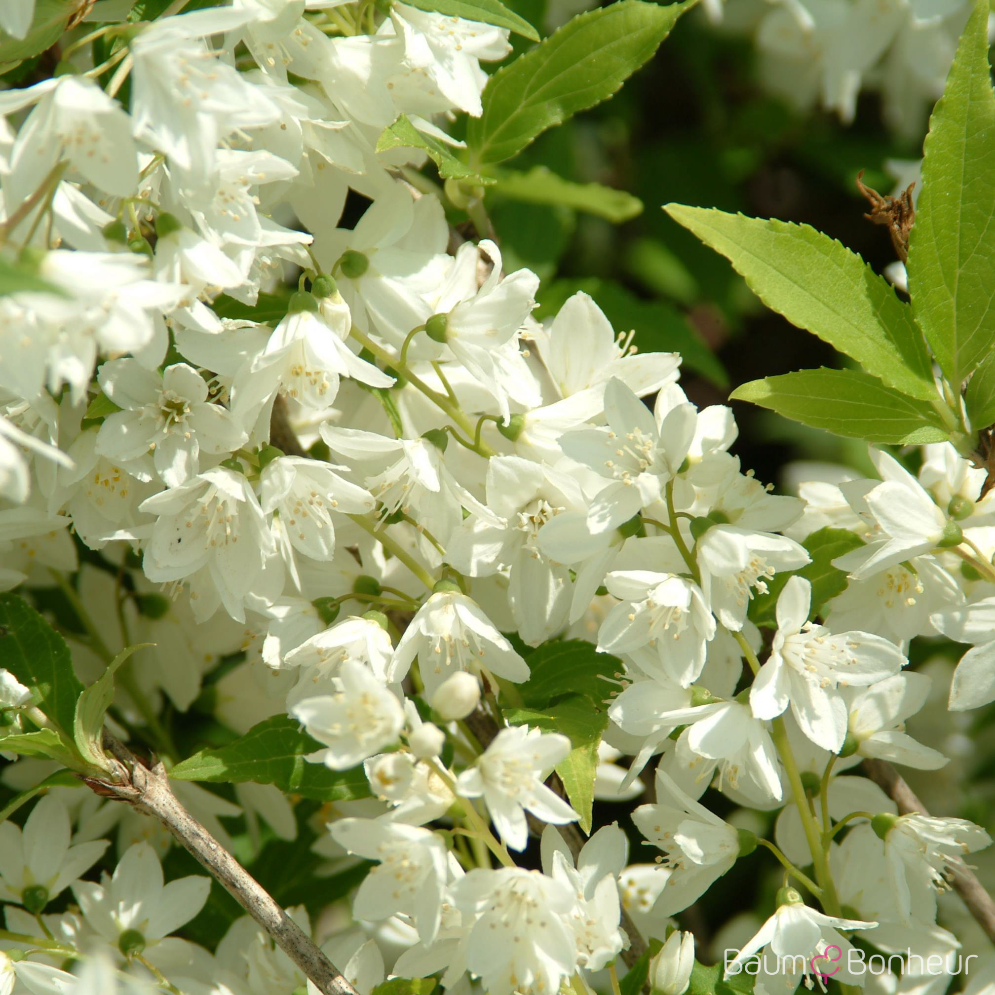 Philadelphus 'Manteau d'Hermine'