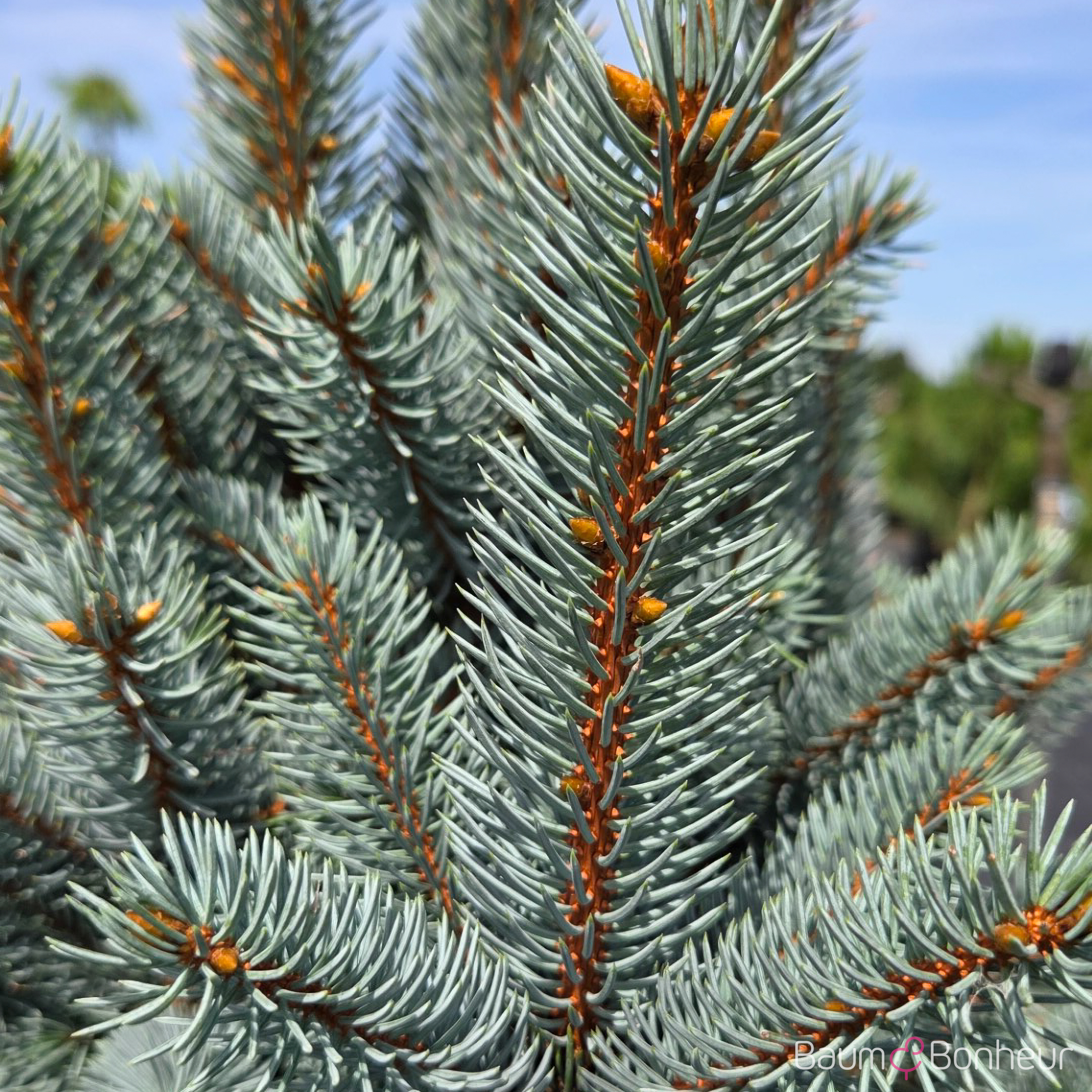 Picea pungens