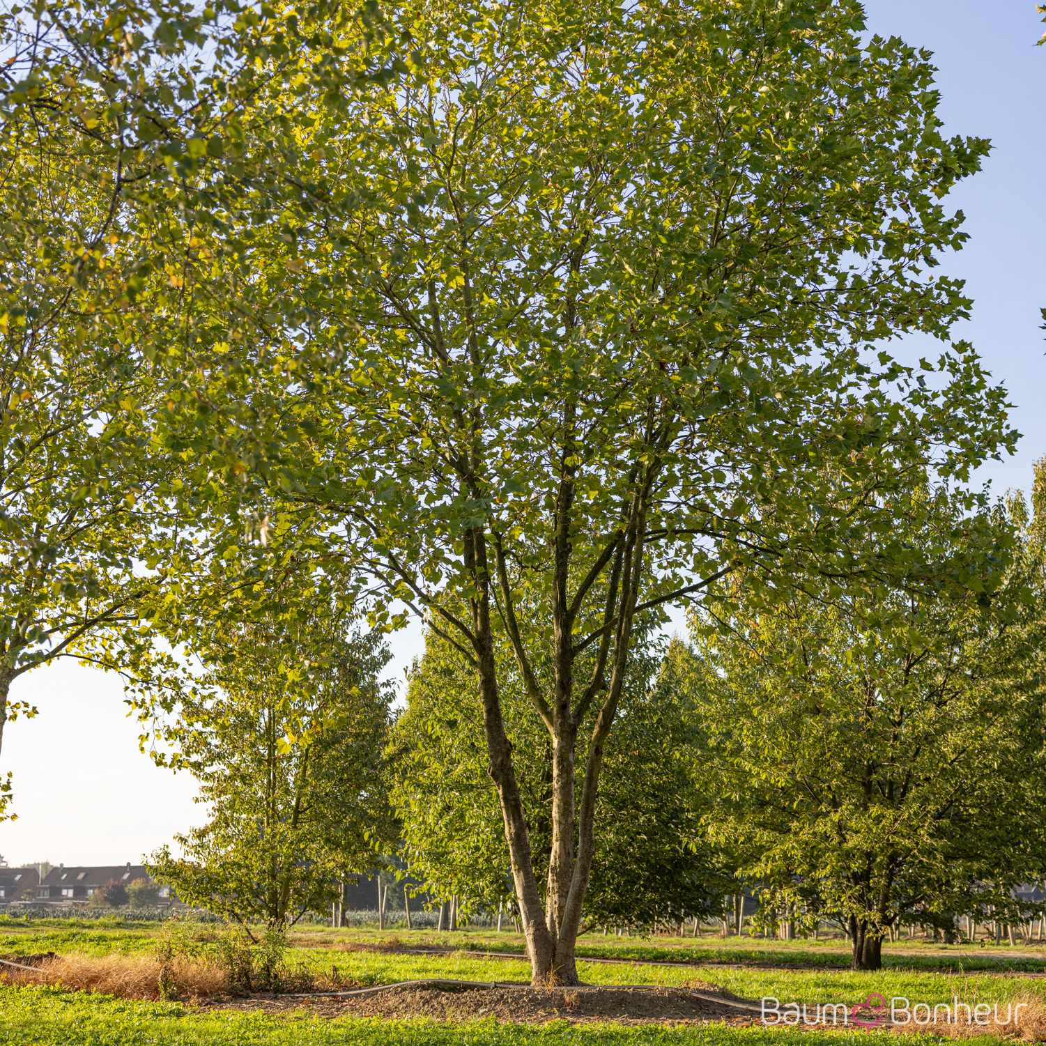 Platanus hispanica