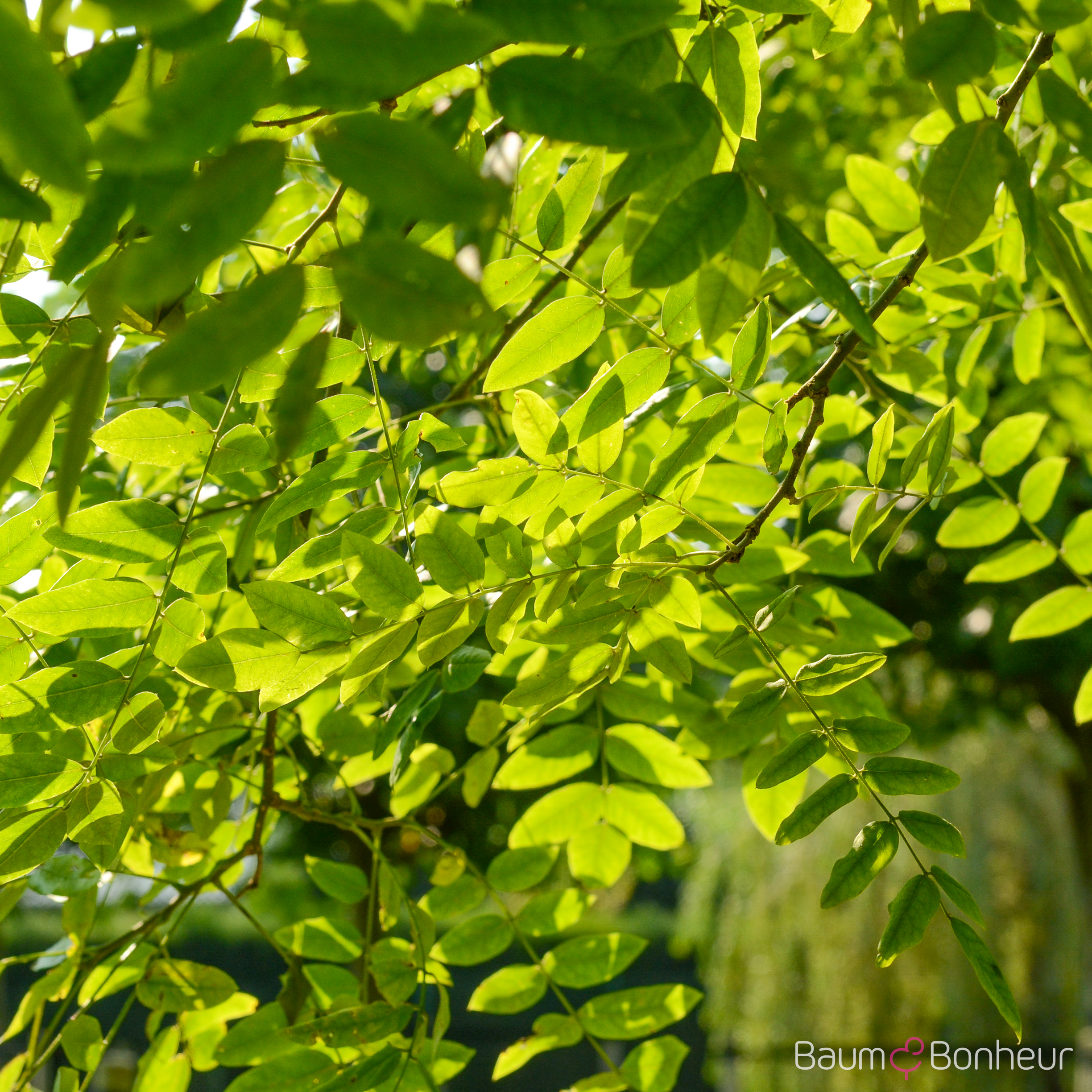 Sophora japonica 'Regent'