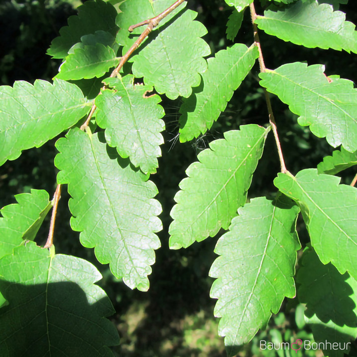 Zelkova carpinifolia