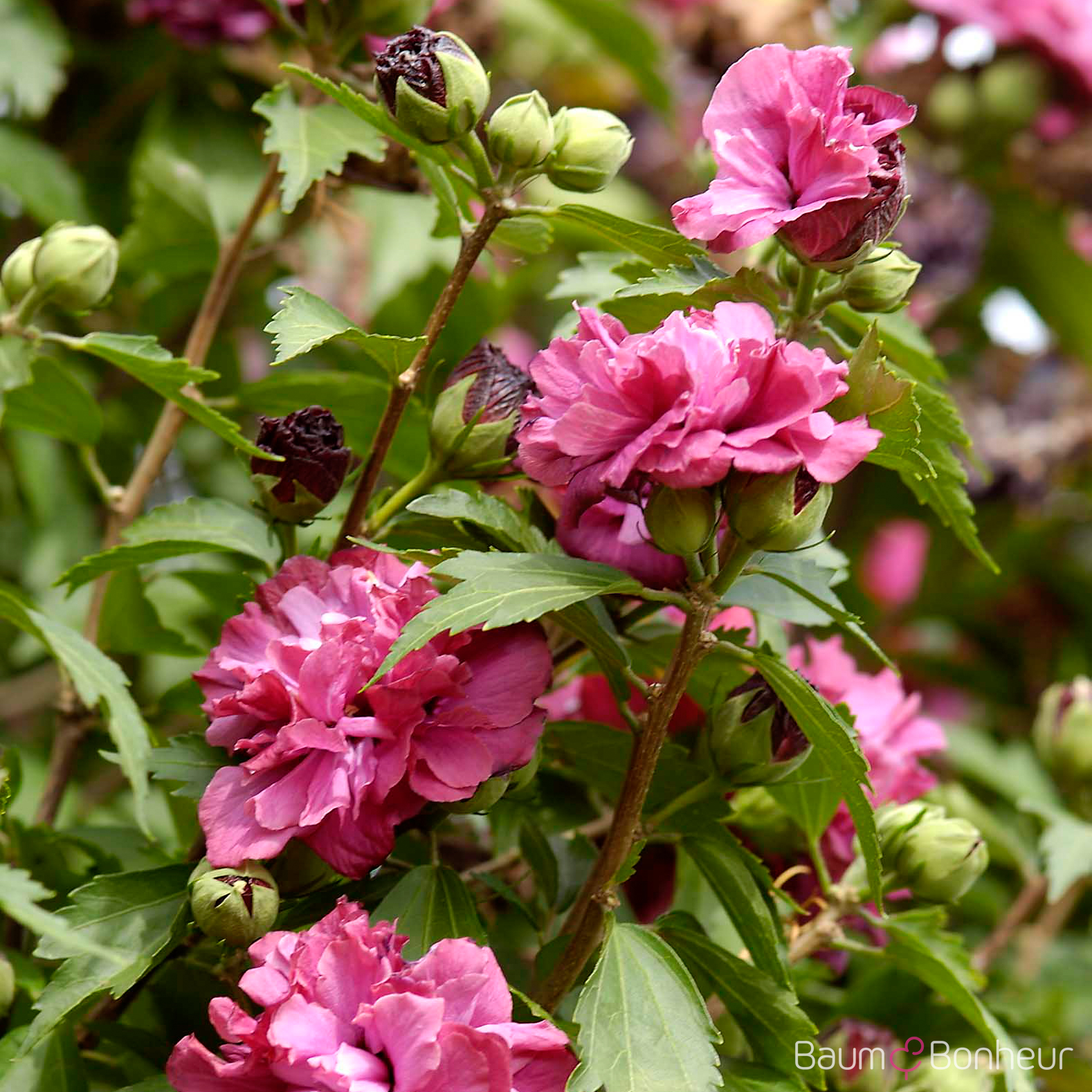 Hibiscus syriacus 'Duc de Brabant'