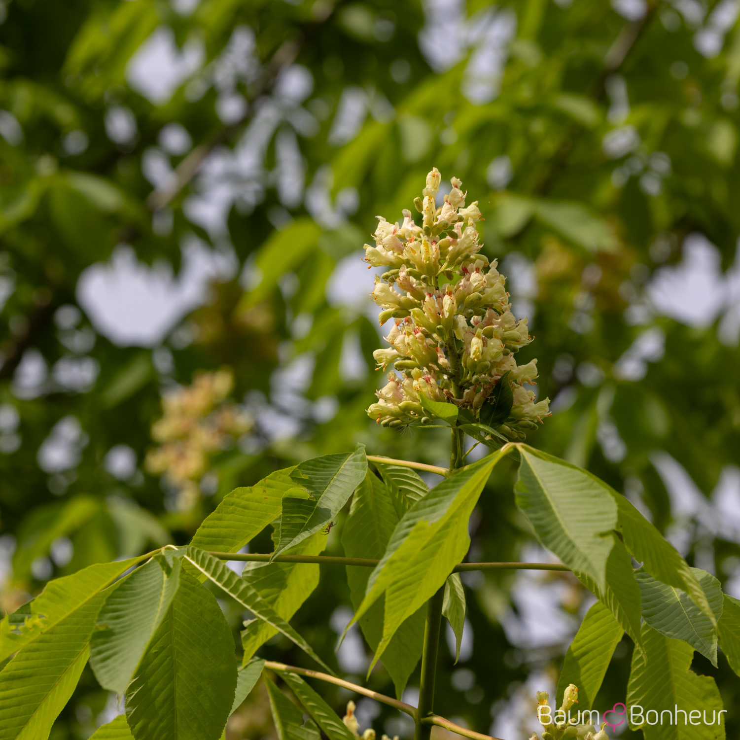 Aesculus flava 'Vestita'