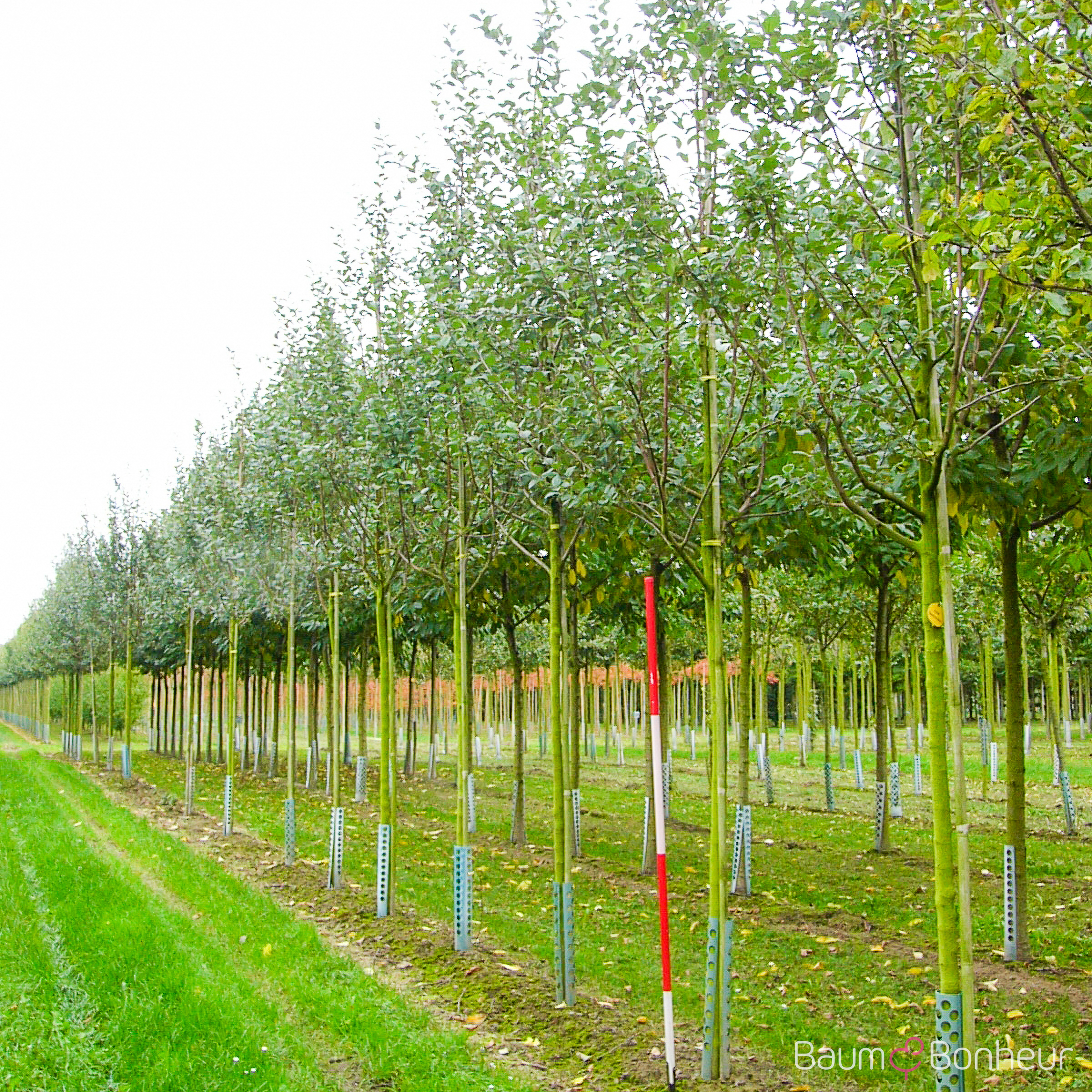 Malus 'Gewürzluikenapfel'