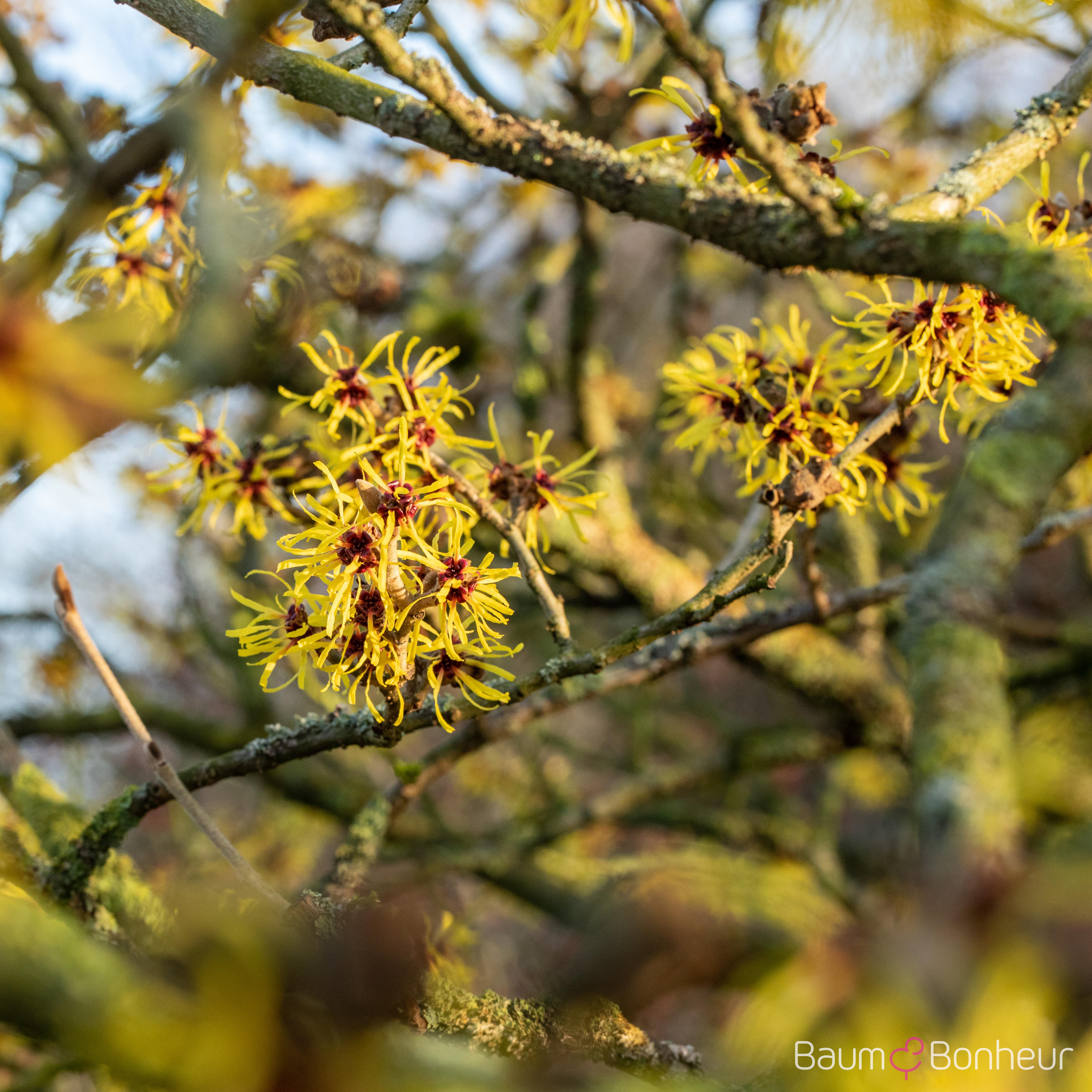 Hamamelis intermedia 'Westerstede'