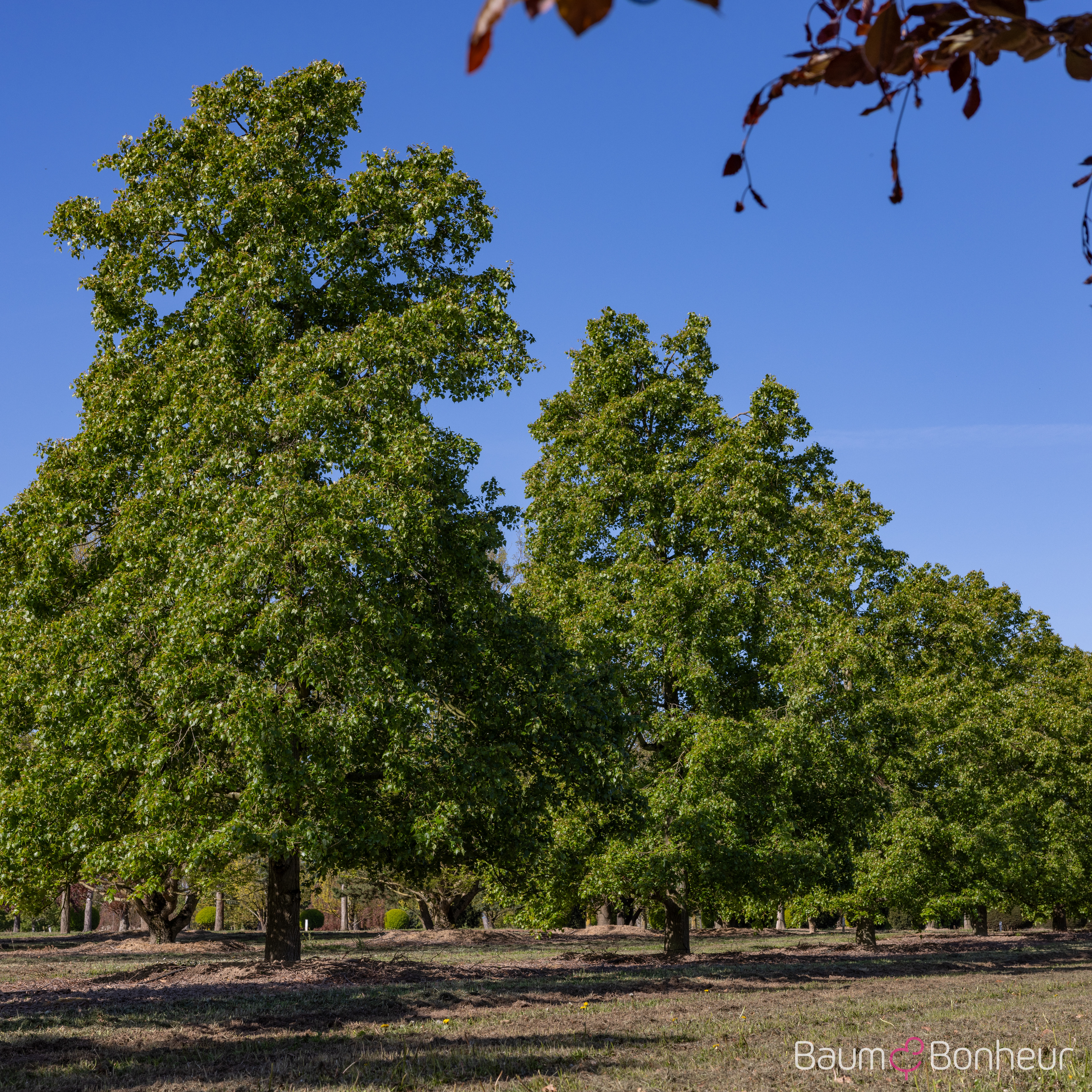 Tilia mongolica