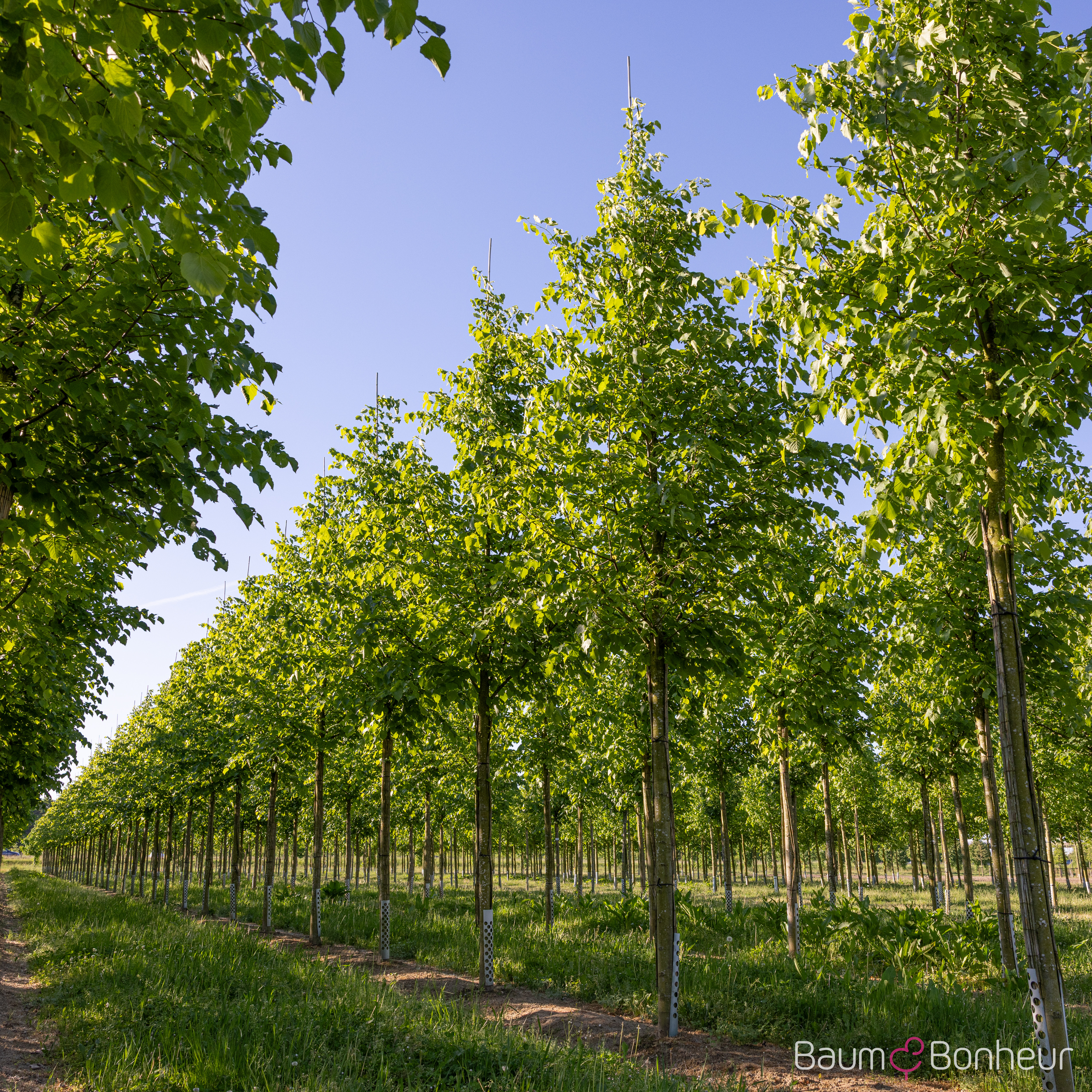 Tilia flavescens 'Glenleven'