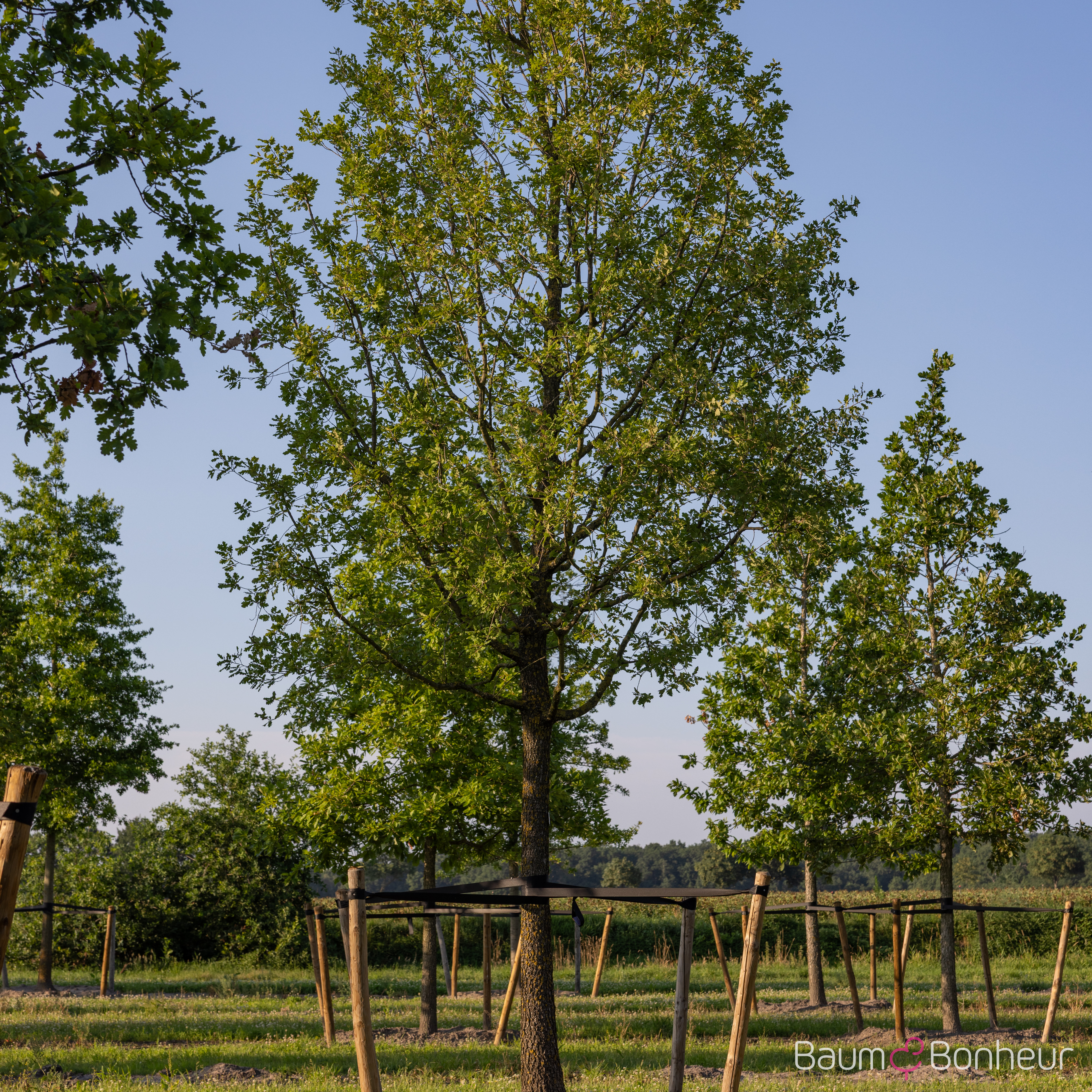 Quercus pubescens