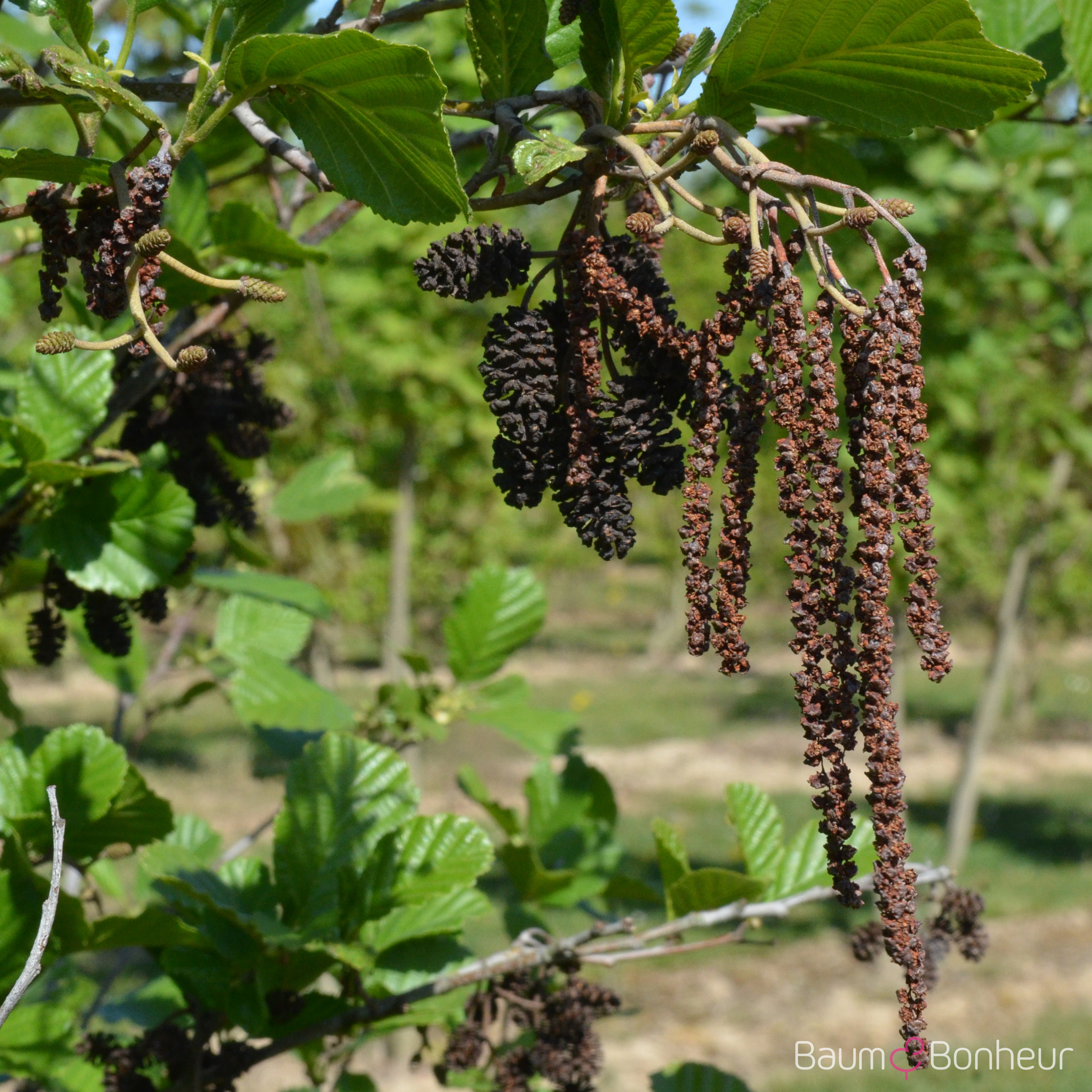 Alnus glutinosa