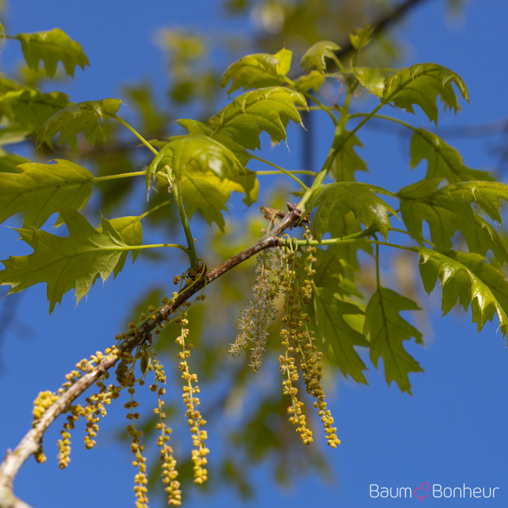 Quercus rubra