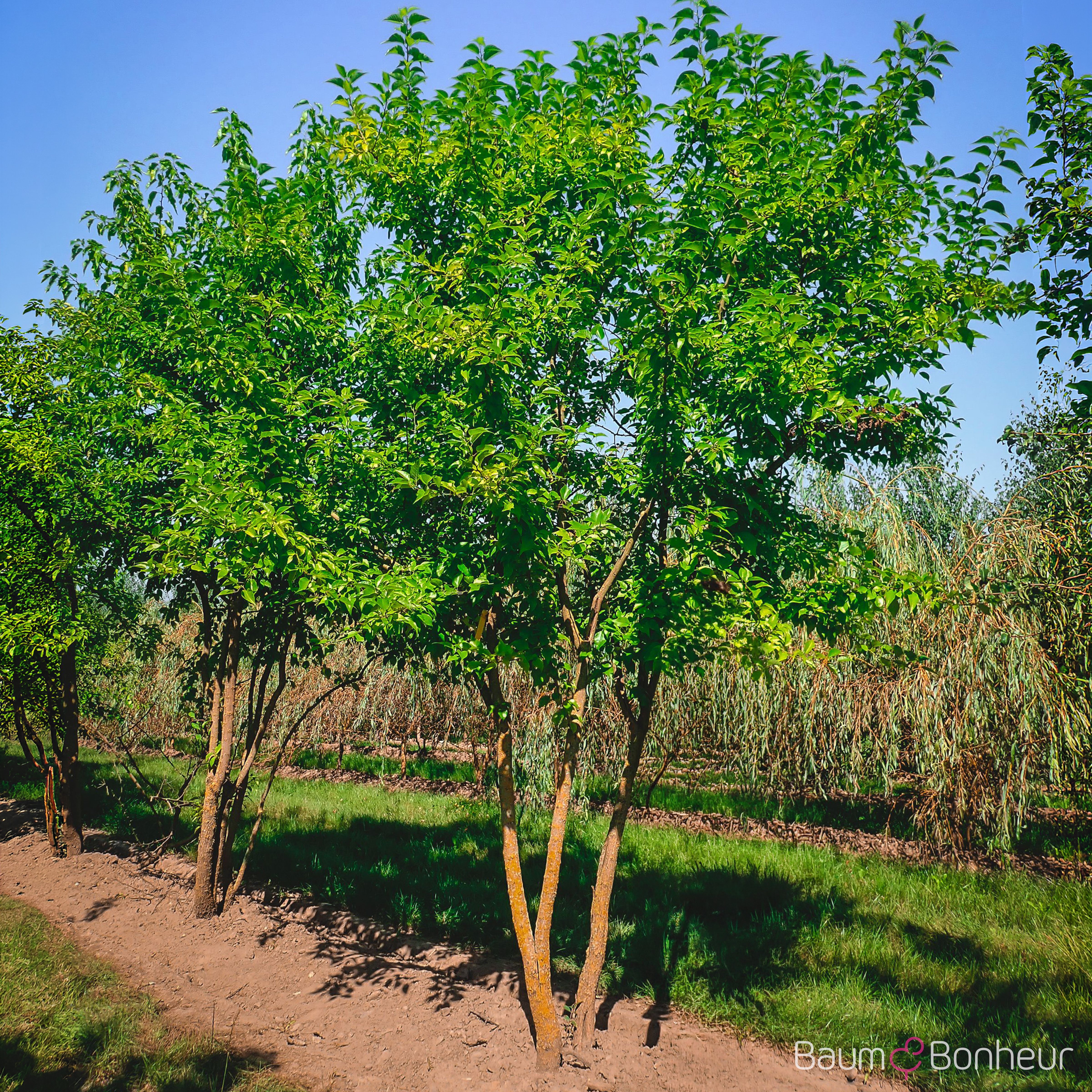 Maclura pomifera