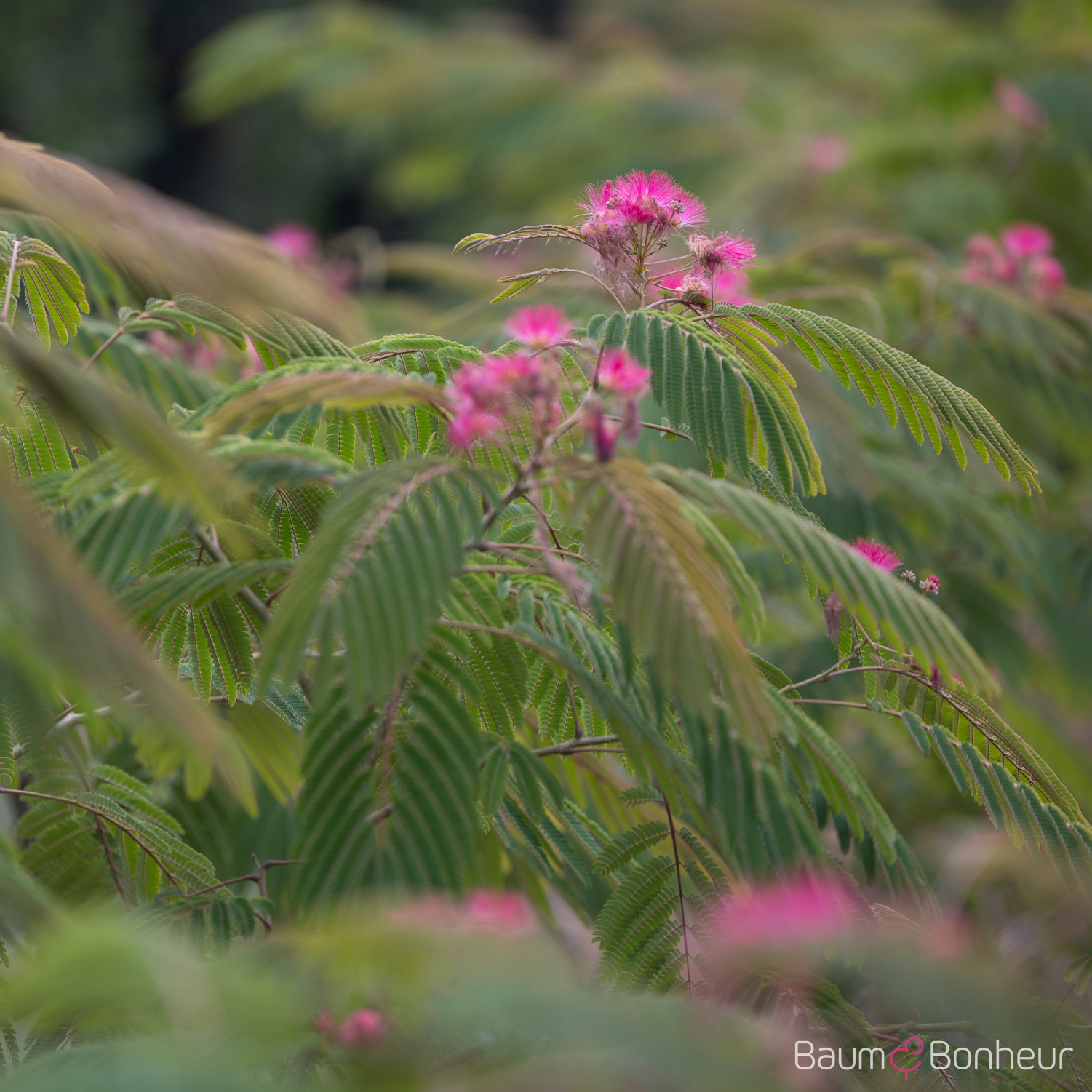 Albizia julibrissin