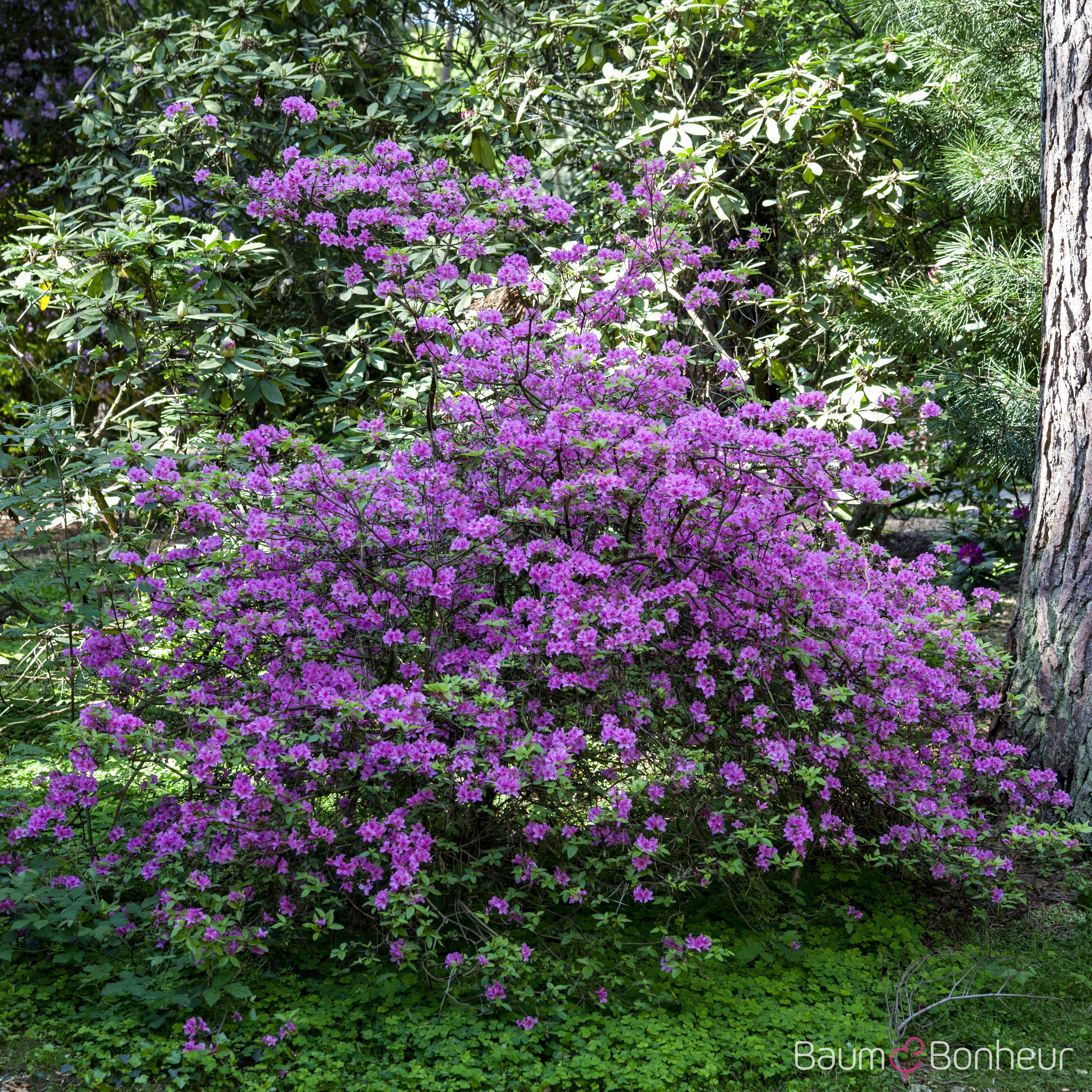 Rhododendron 'Praecox'