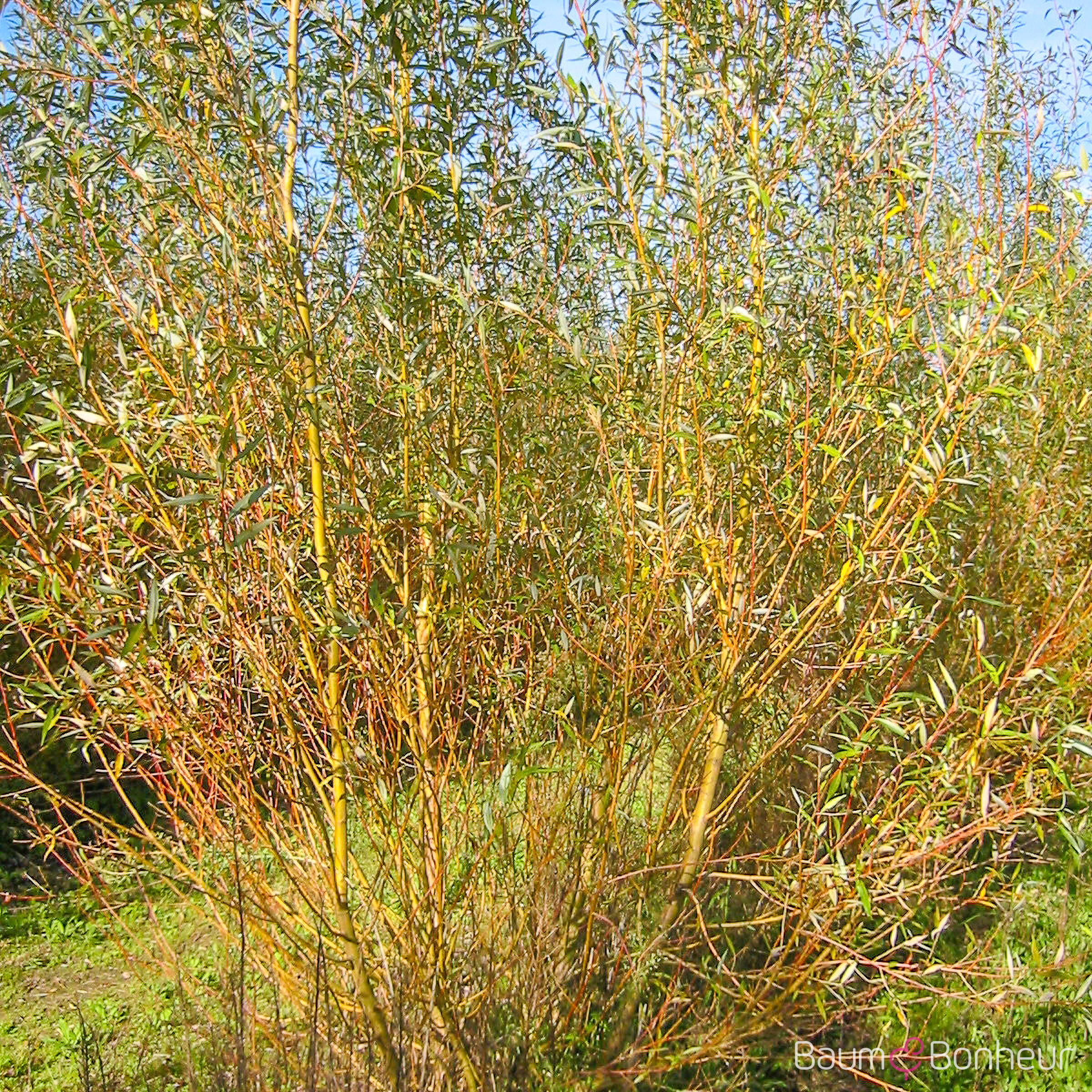 Salix purpurea