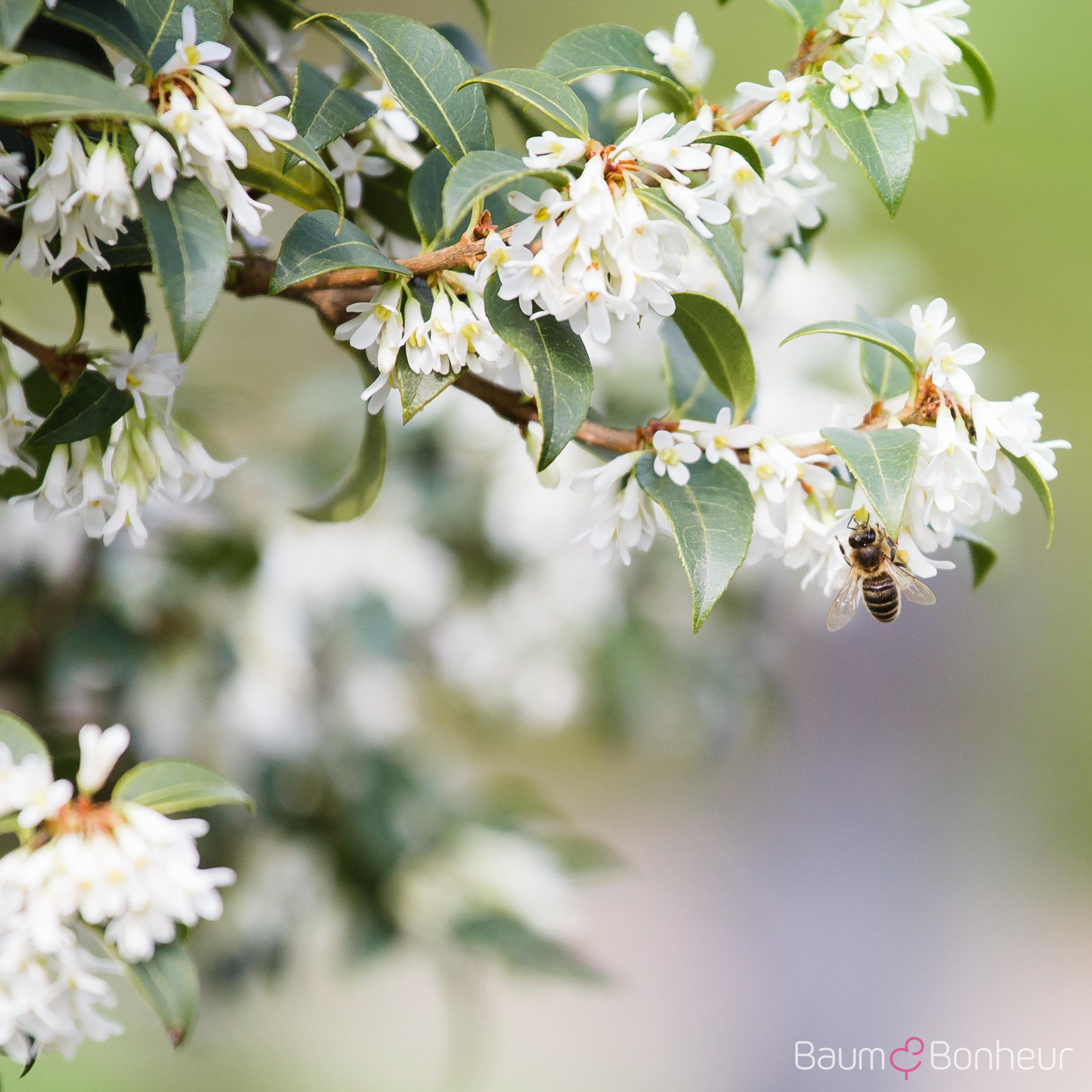 Osmanthus burkwoodii