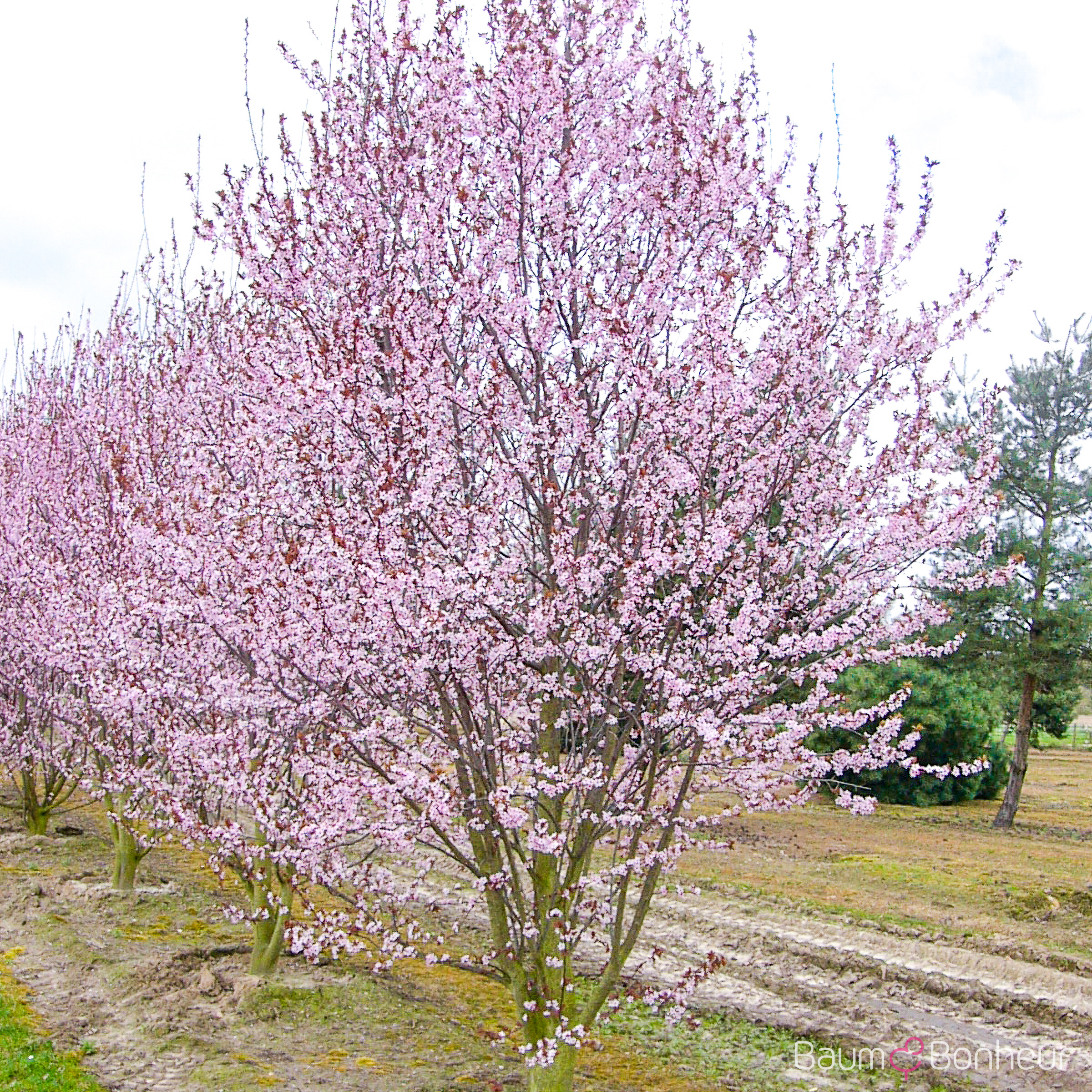 Prunus cerasifera 'Nigra'