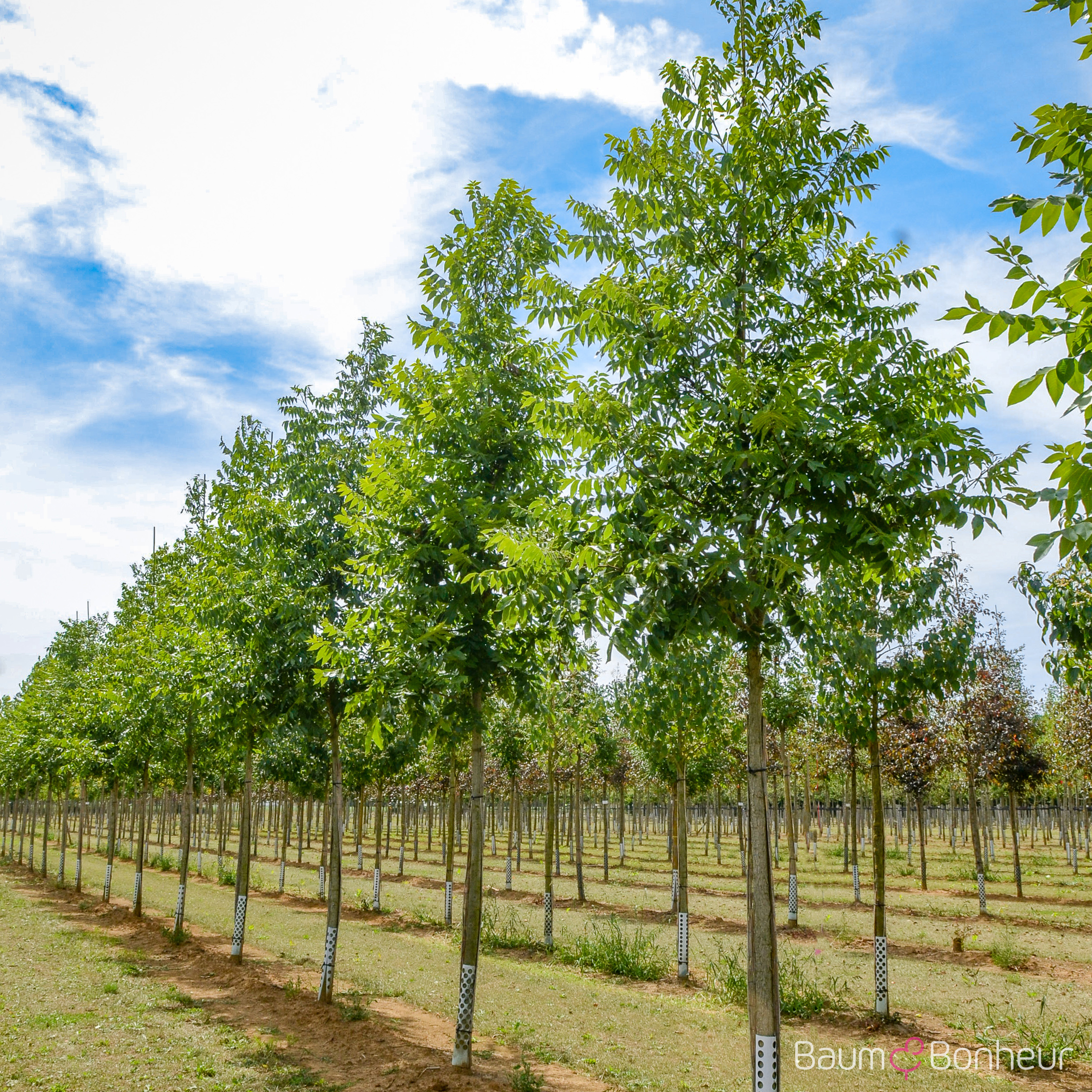 Carya illinoiensis