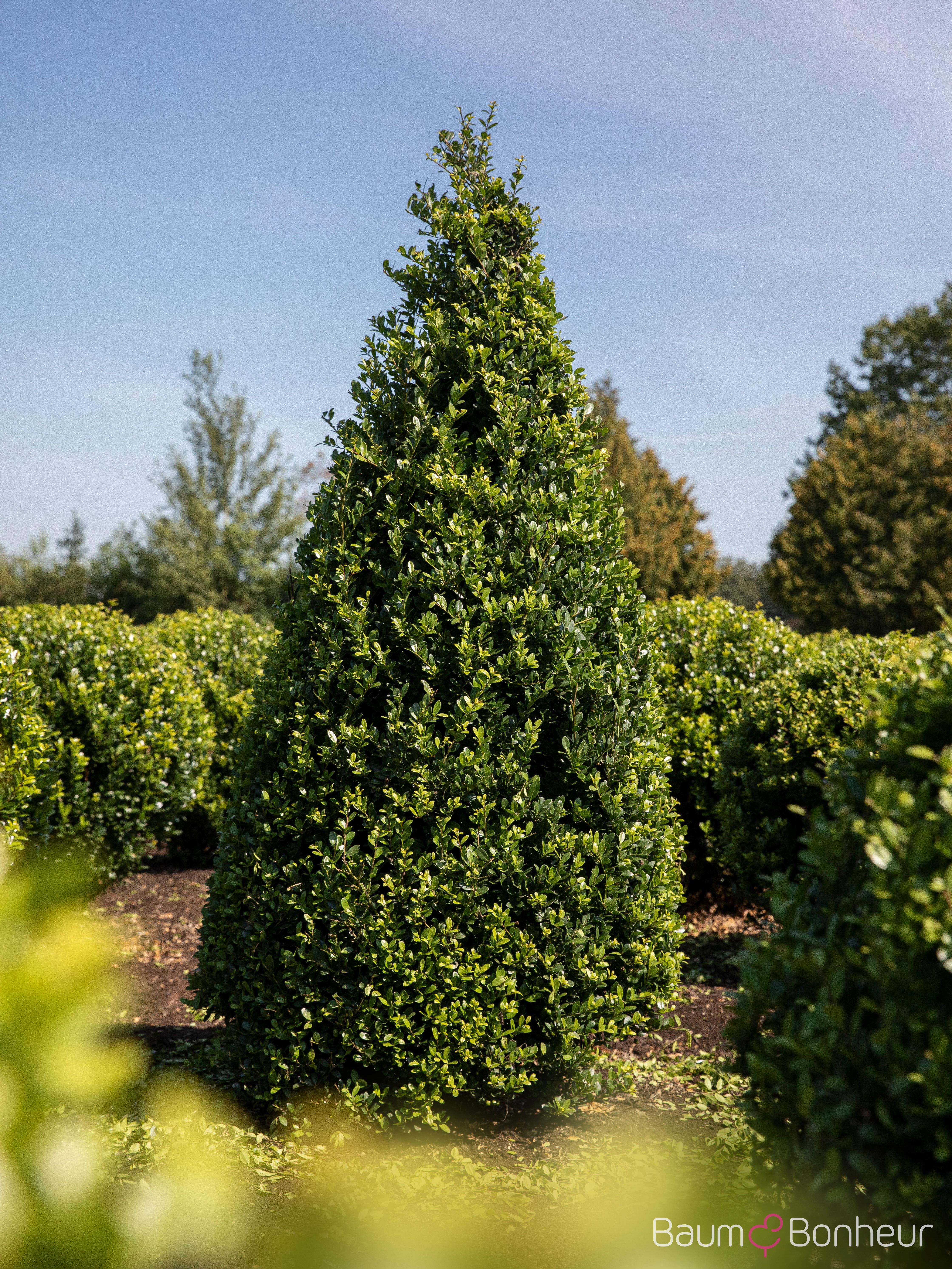 Ilex crenata 'Dark Green' -R-