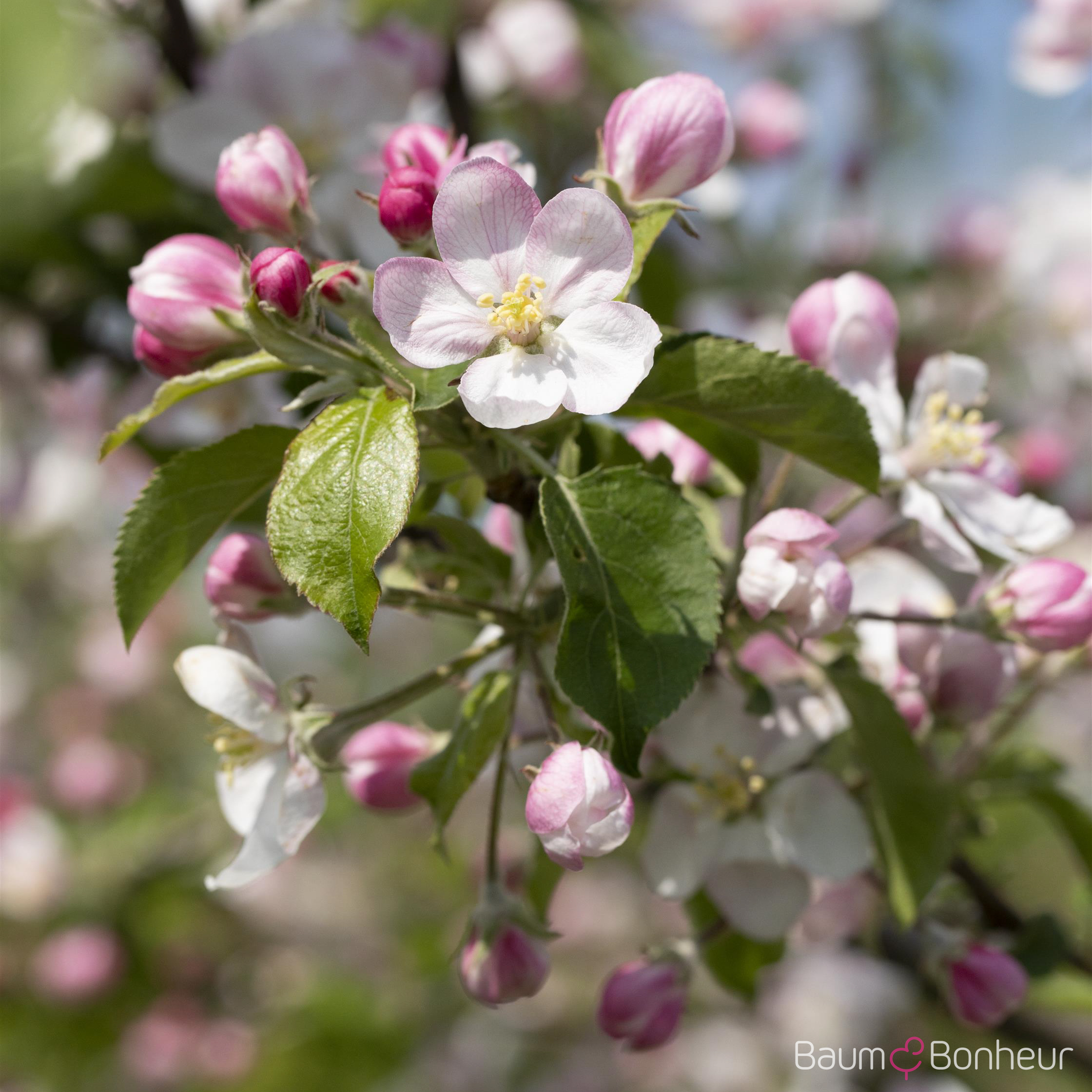 Malus 'Jonagold'