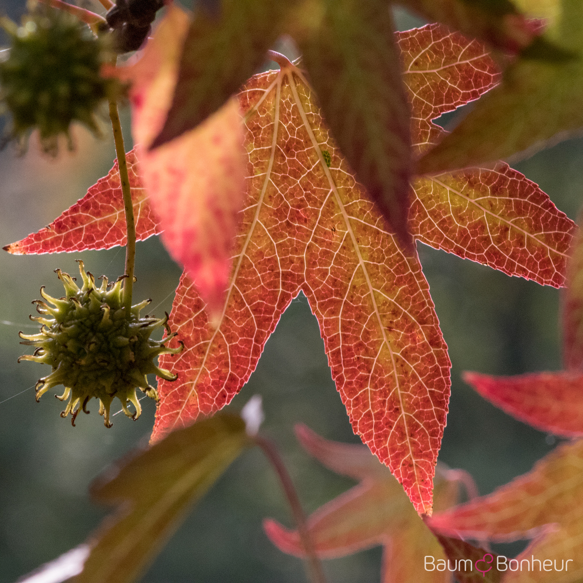 Liquidambar styraciflua 'Worplesdon'