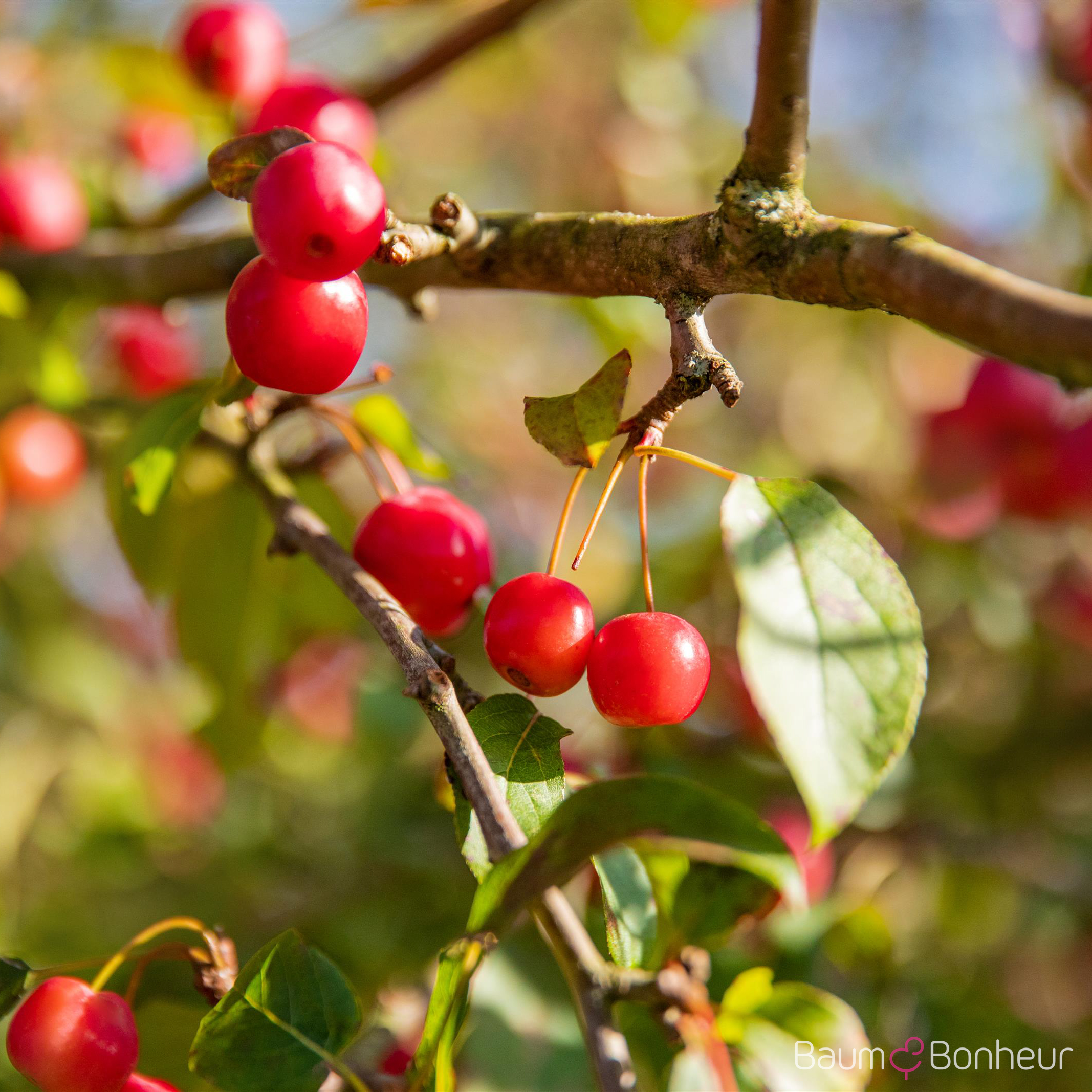 Malus 'Red Sentinel'