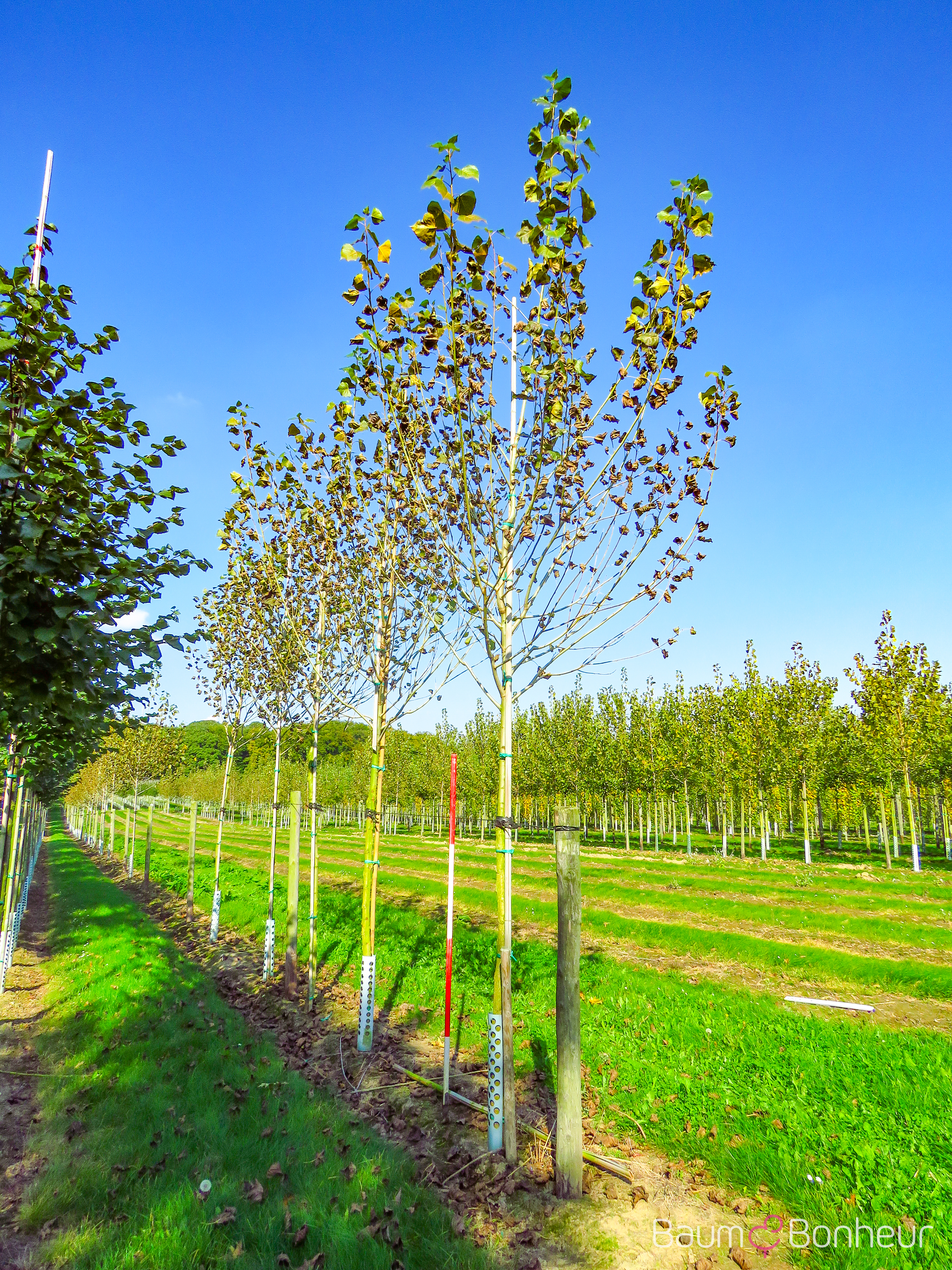 Populus nigra