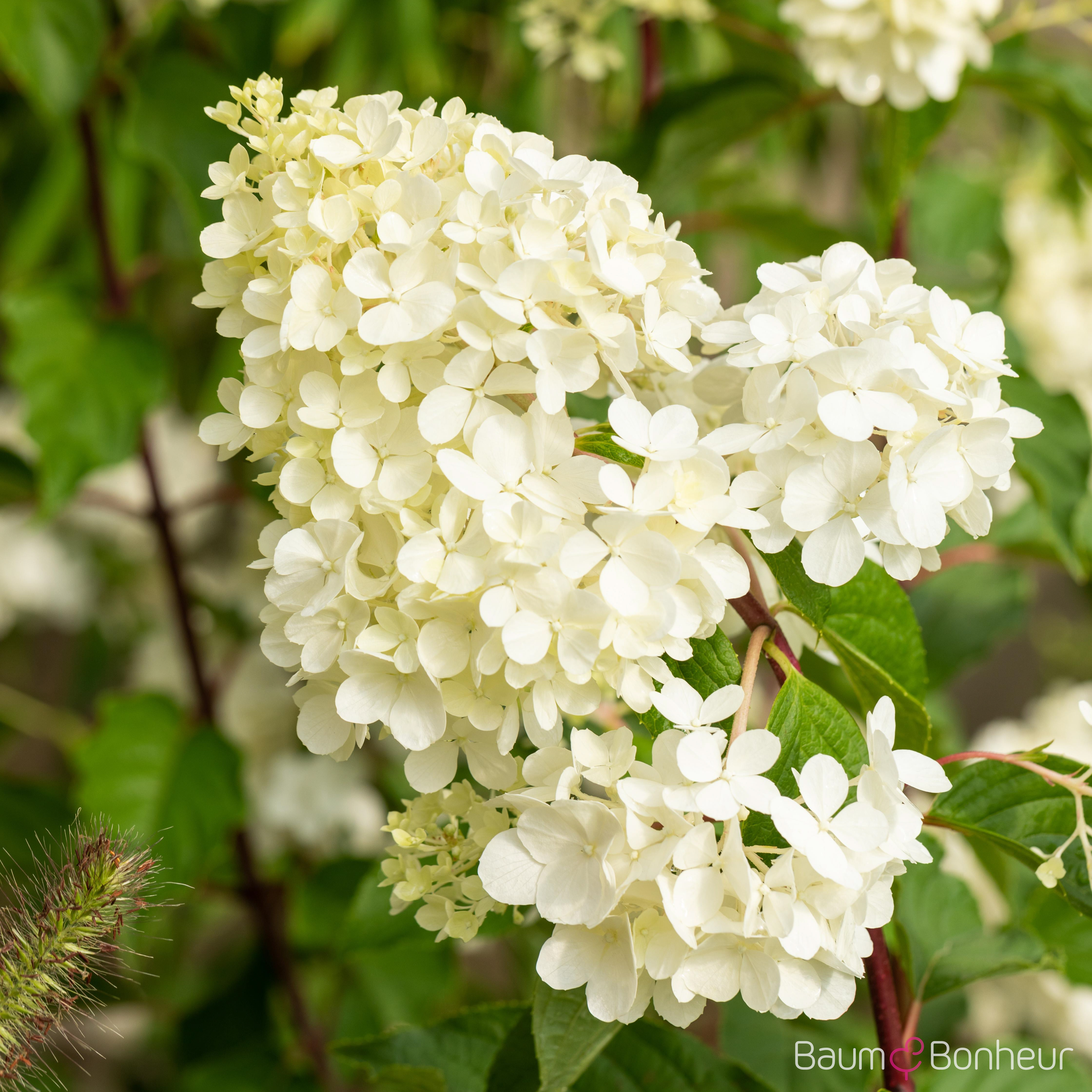 Hydrangea paniculata 'Vanille-Fraise' -R-